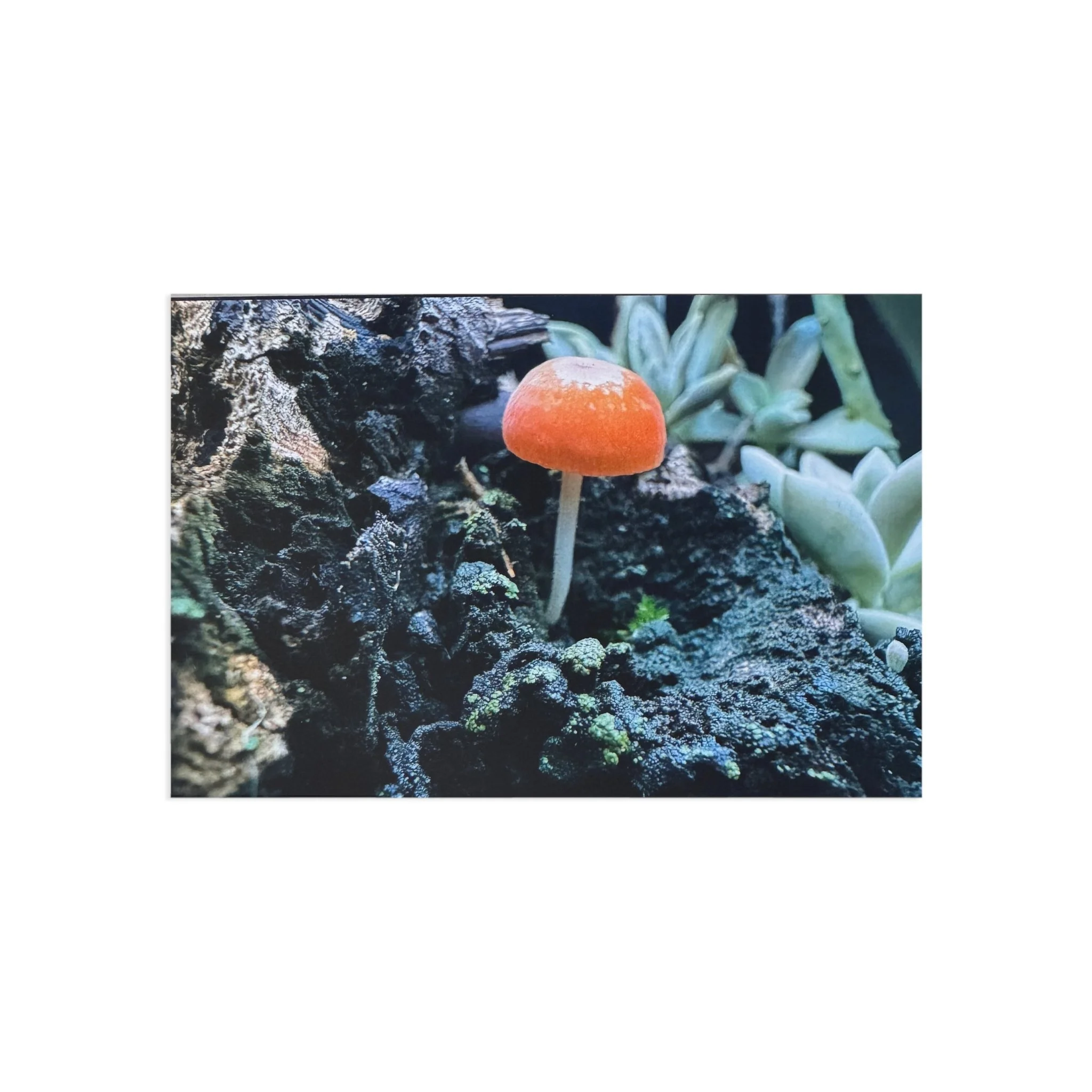 0ca580405b454e7a736e9b9790e3e2e9