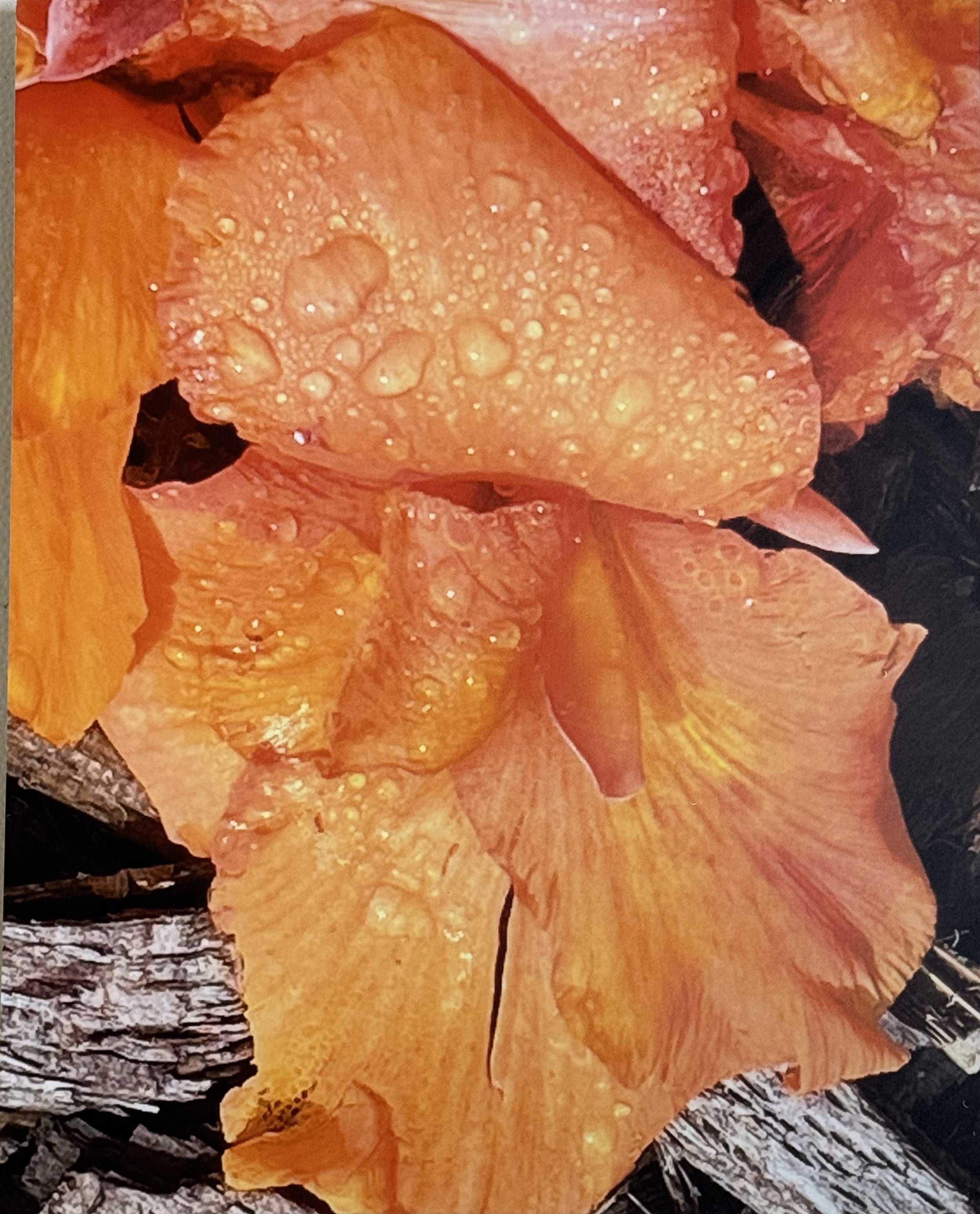 Large Orange flower Sweating