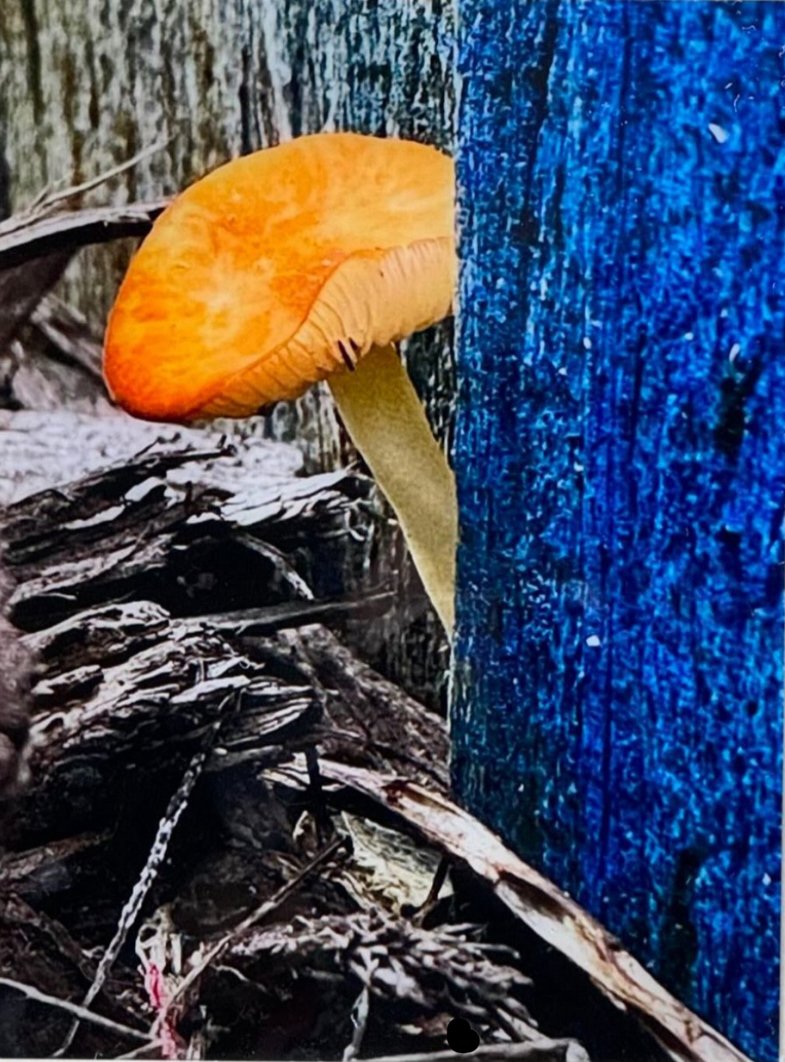 Peek-A-Boo