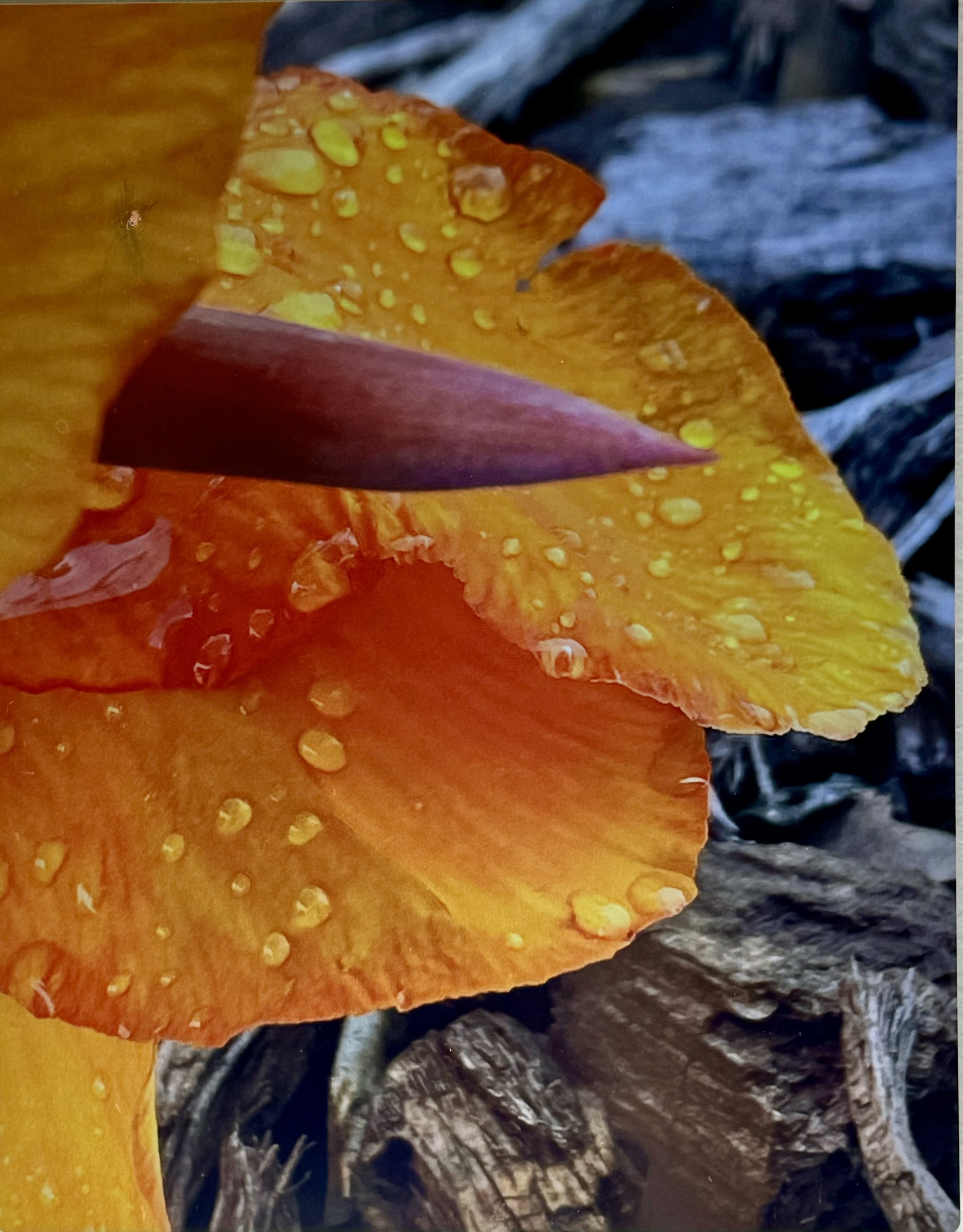 Orange flower on metal-Water Catcher