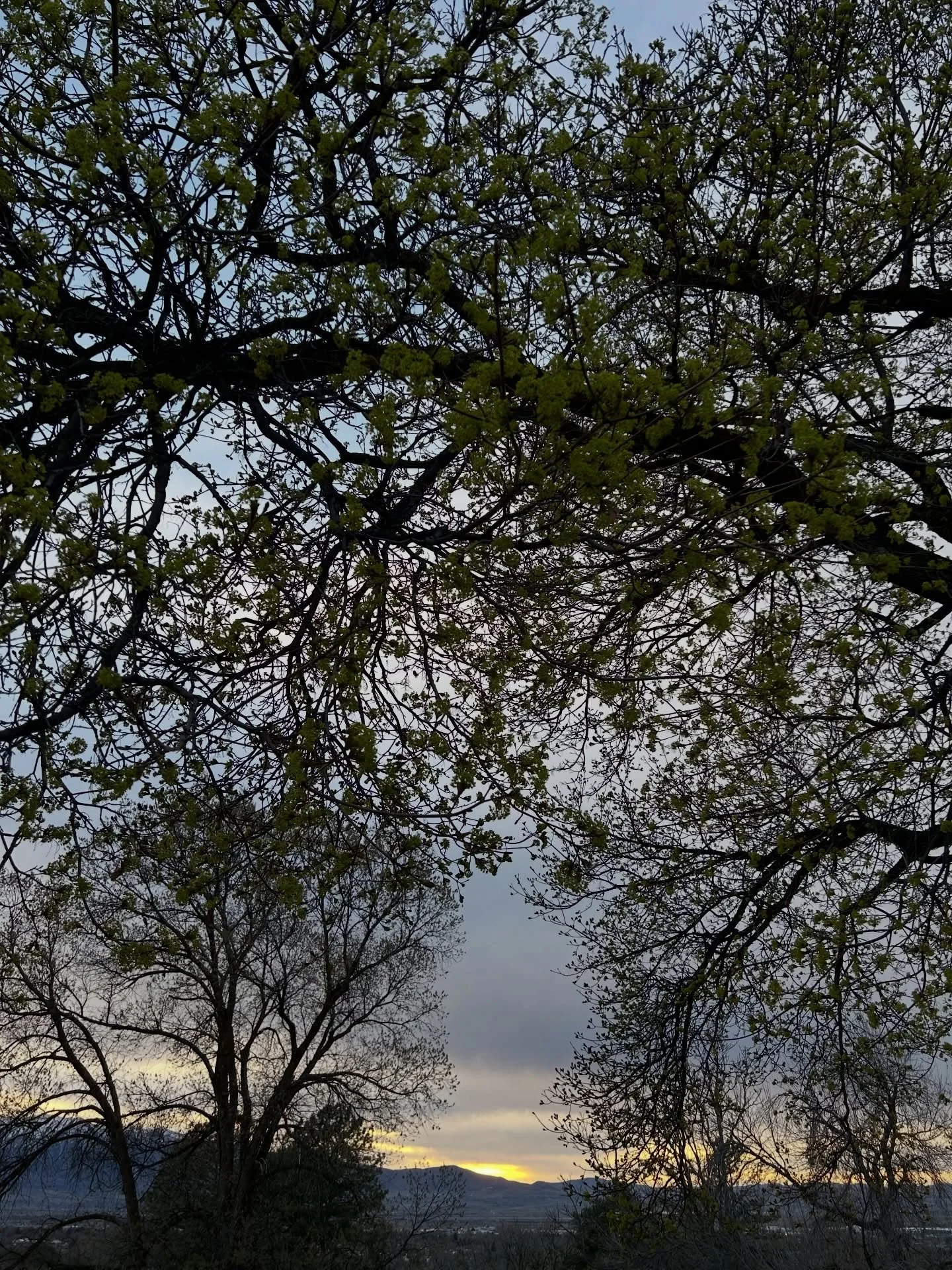 Some moments from this week.
It&rsquo;s wild that March will be closing next week. 
It&rsquo;s in the 80s and the flowers think it&rsquo;s summer, my allergies wonder why spring is here so early, and no kings is Saturday. 

✨ A moment with the fresh 