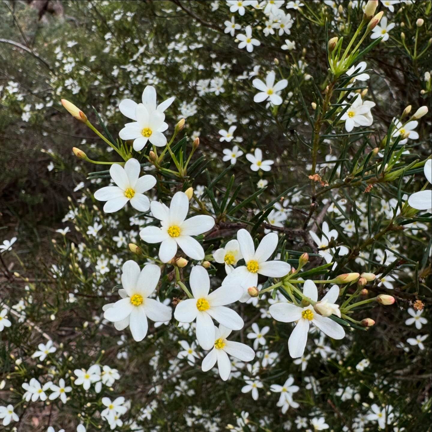 Melbourne in Bloom!! #wildflowers #ontheroadagain #spring