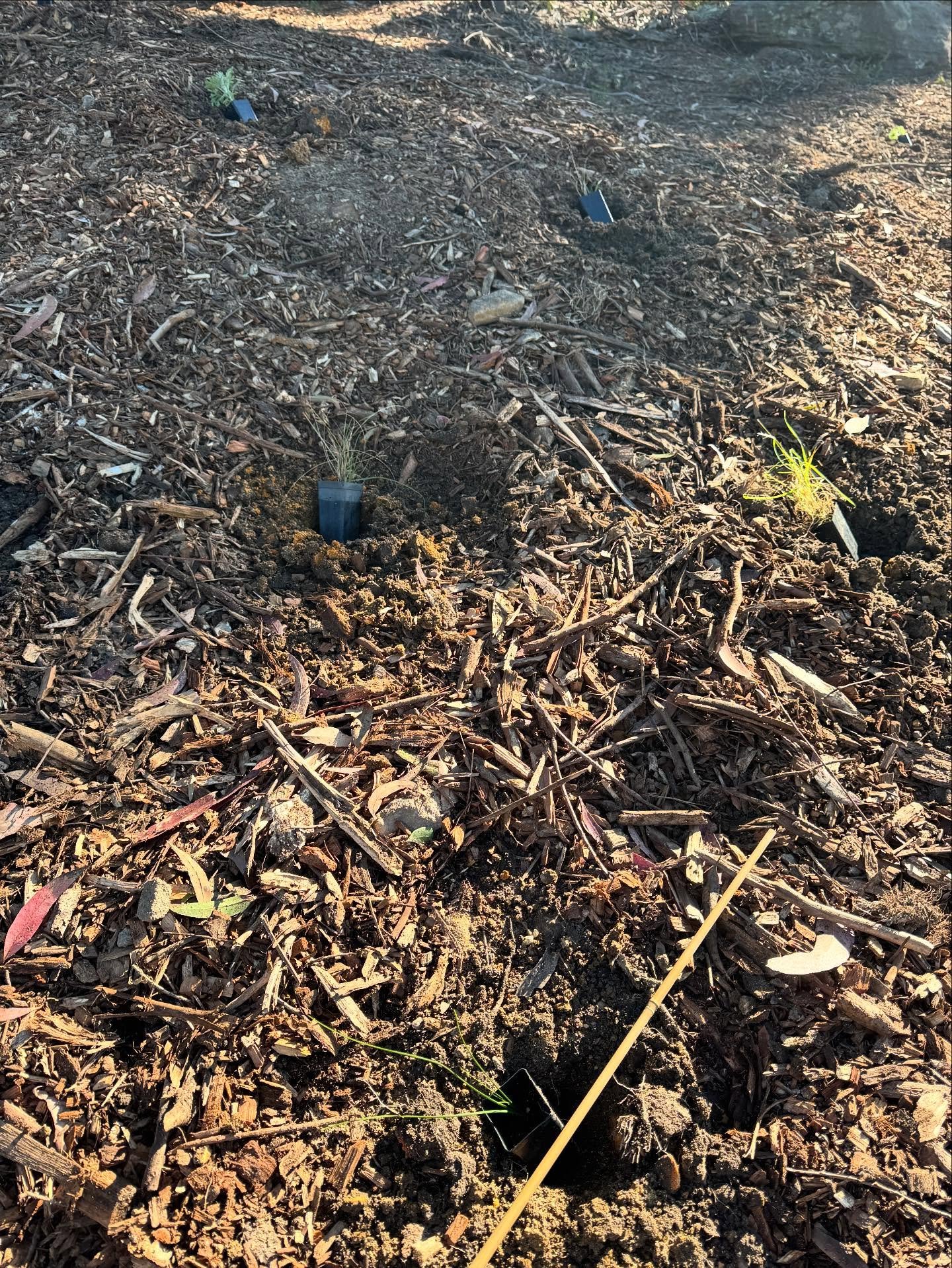 A big Thankyou to the members who came out last week to help plant the new 17th at @avondalegc. With the sun shining and the wildlife watching, 500 indigenous species were planted adding diversity, colour and valuable habitat. A great effort by all i