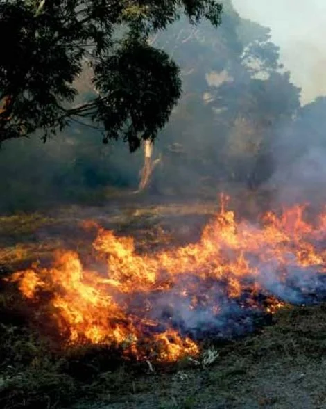 Screenshot 2025-01-14 at 10.59.19 am.jpg