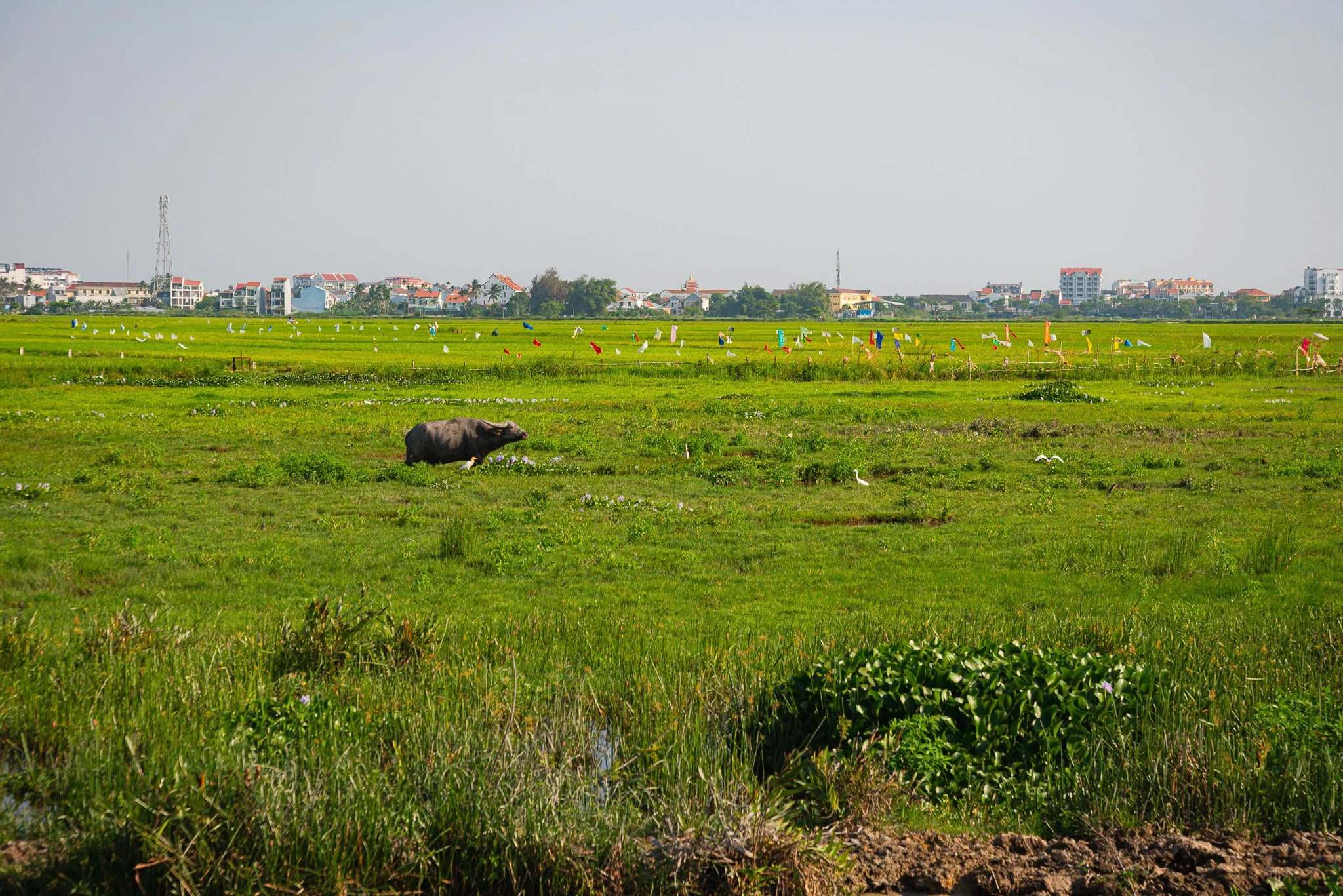 WILLIAM-PLIN-300326-_DSC8636.jpg