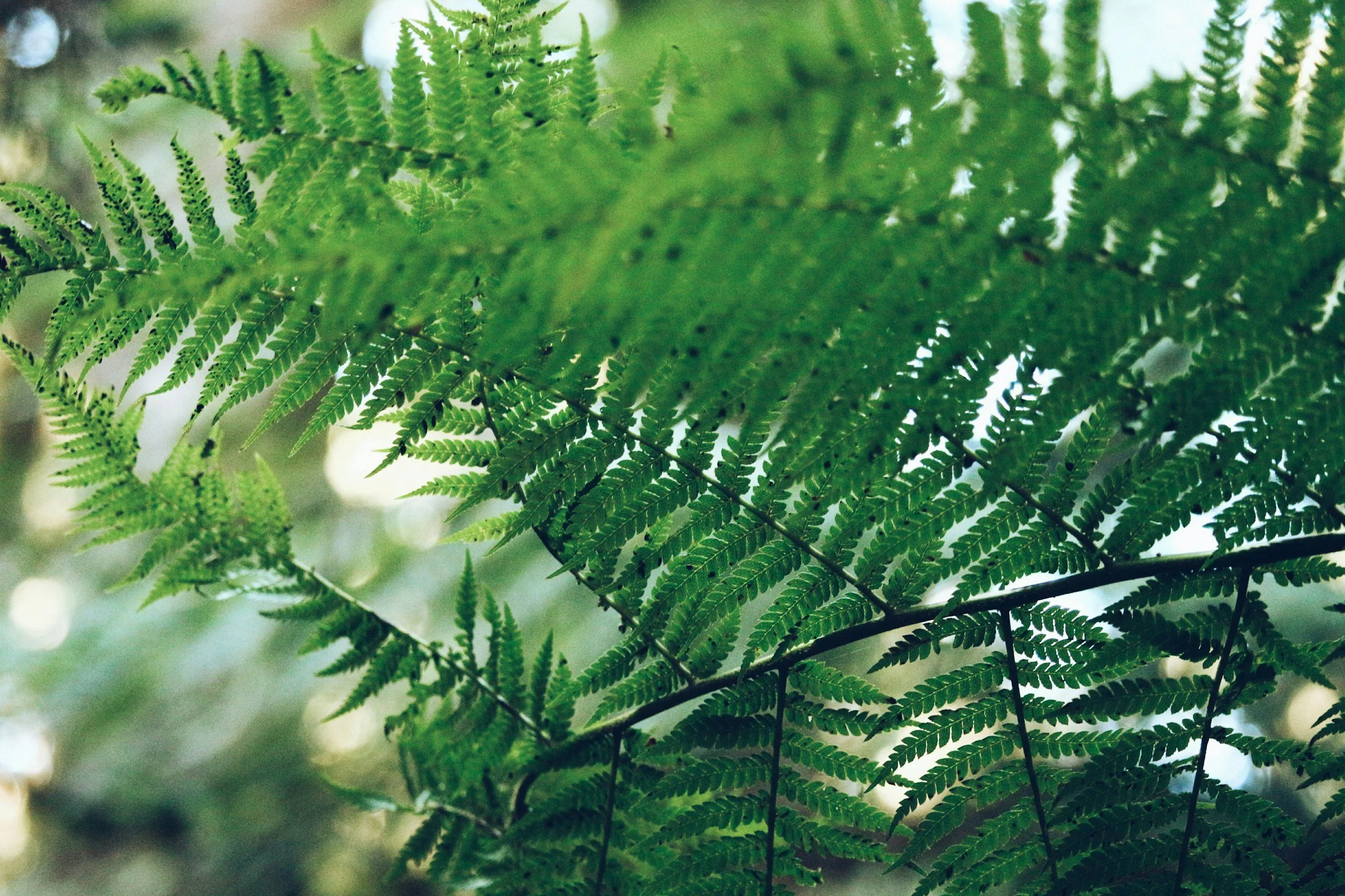 Close-up of green fern leaves with sunlight filtering through.
