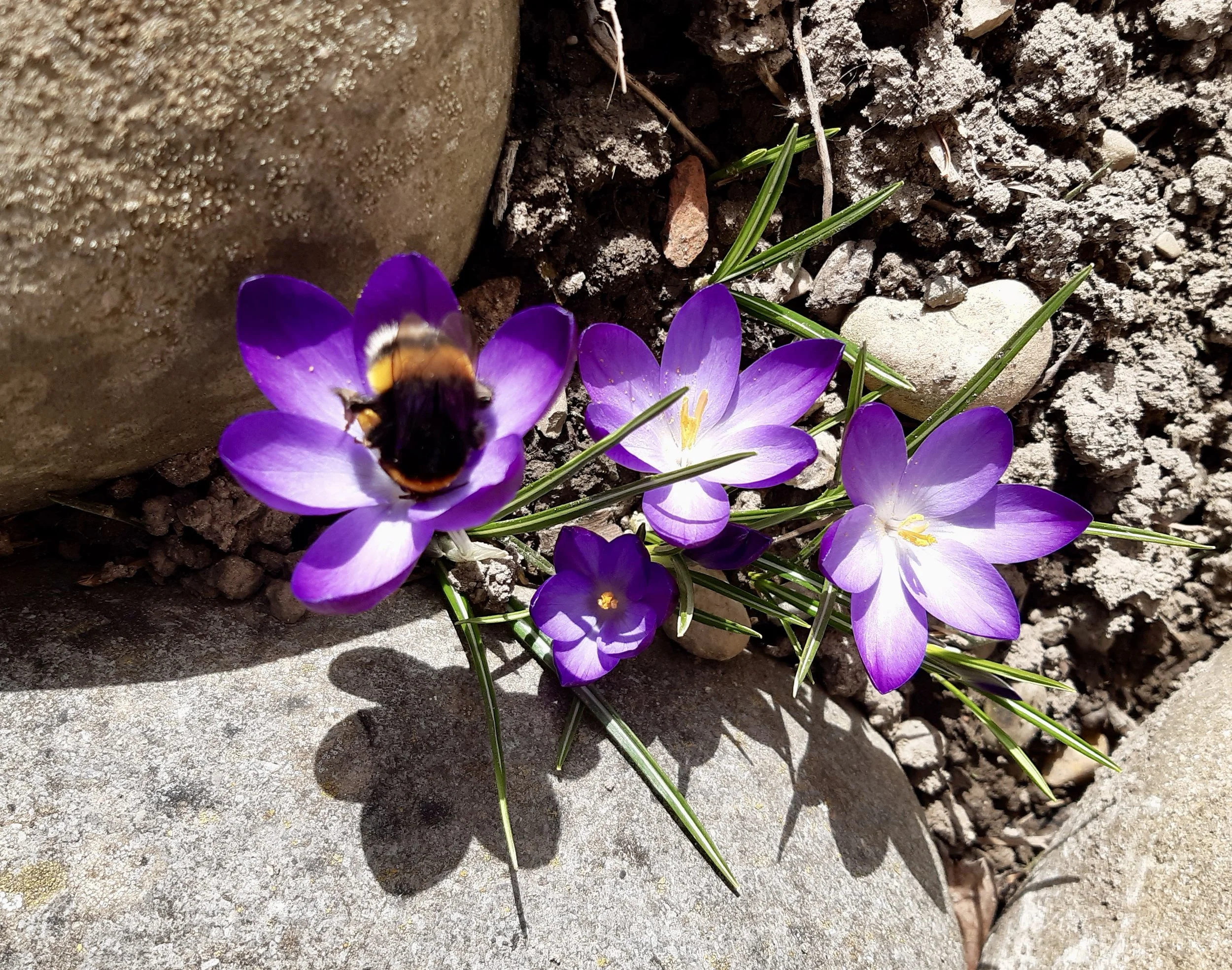 Restorative im Frühling