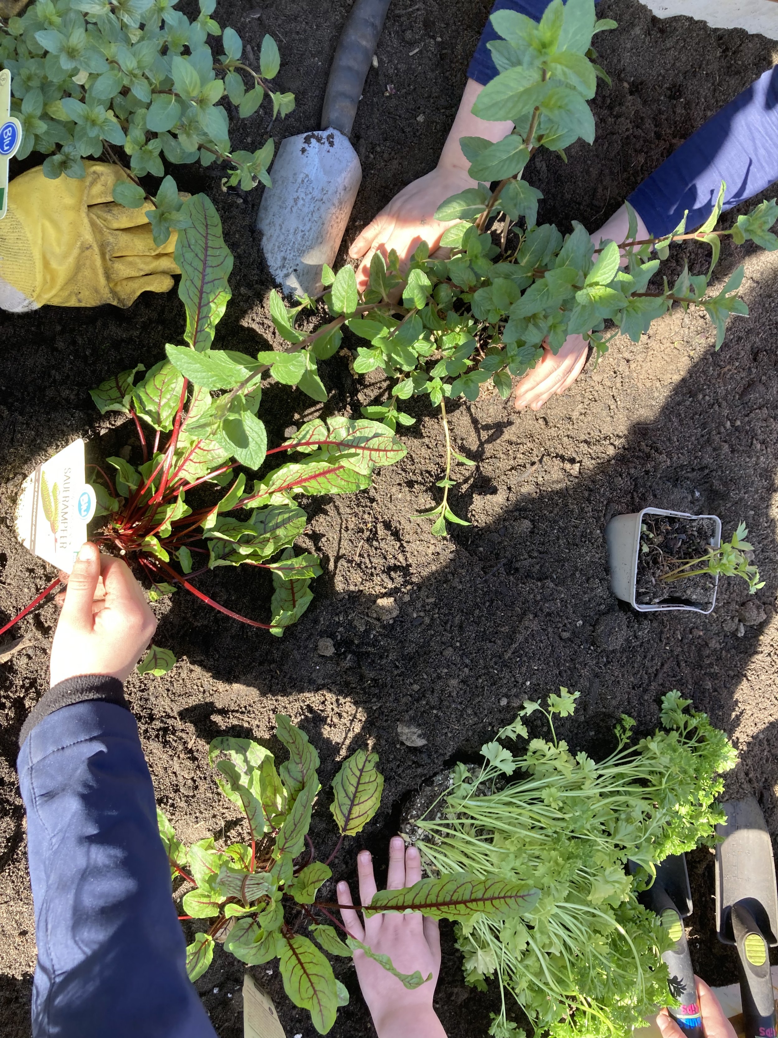 Urban Gardening auf dem Bayer-Platz