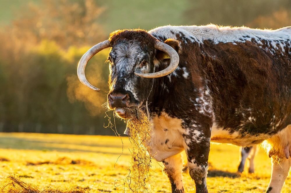 Moving into Spring after a winter of mud, rain and meal times around haylage 😋

#britishfarming #pfla #pastureforlife #freerange #exmoor #exmoornationalpark #hillfarming #ukproducer