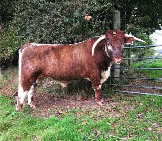 Introducing Ashton Victor by Carreg Startrek out of Ashton Kiri. DOB April 2021 . He&rsquo;s a good natured and quiet chap ☺️

Popping up to share that Ashton is looking for new home having been a fun part of our little herd. 

Feel free to DM or sha