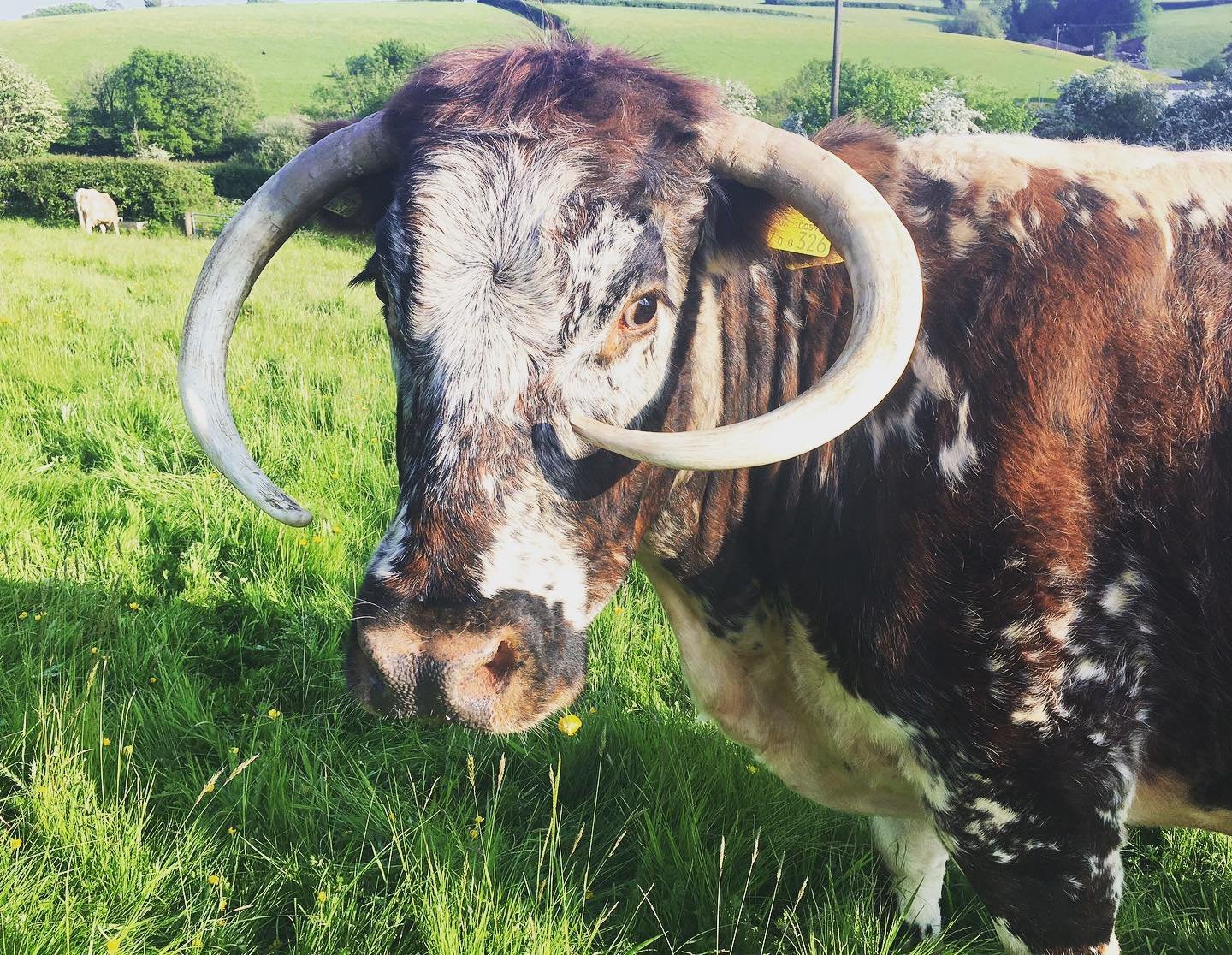 Happy long weekend 😊☀️

A great window to go find a spot to sit up in a field or on a park bench and relax (or in this ladies case ruminate 😀)

#contemplatenotruminate #relaxation #exmoor #longweekends #smallfarms #outdoor #wilding #justsittinghere