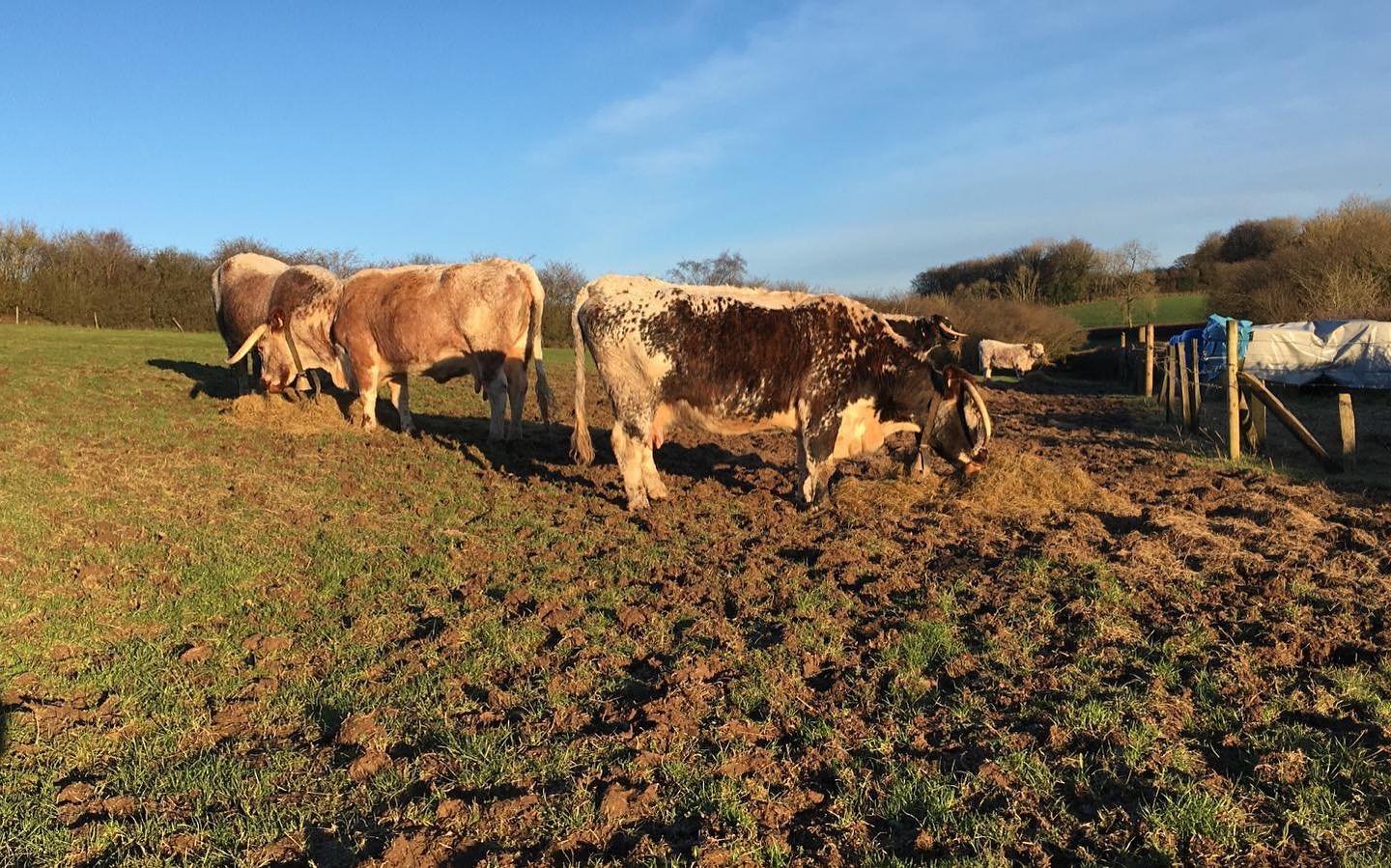 Winter sun at feeding time 😊

#happycows #exmoor #pasture #outdoorallyearlong #freshairclub #freerange #farmingmoments #longhorn #somerset #devonlife