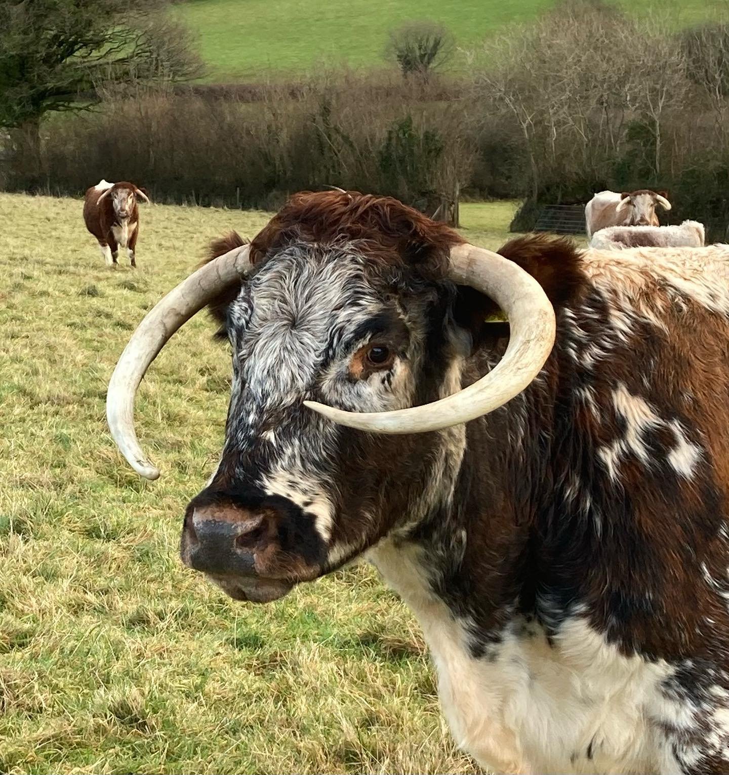 Great grey days and return of the rain 🌧

#mud #smallholding #smallscalefarming #longhorncattle #britishbreeds #bamptonvillage #exmoor #dulverton #wilding #regen #outdoors #autumnvibes #exmoorproduce