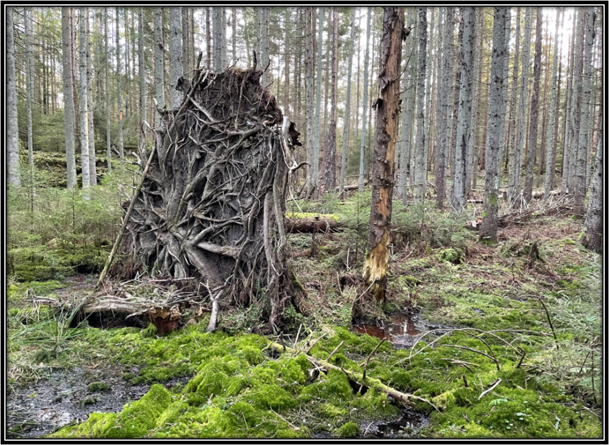 Ekstremværet sender KILE-regningen til himmels – hva kan bransjen gjøre?