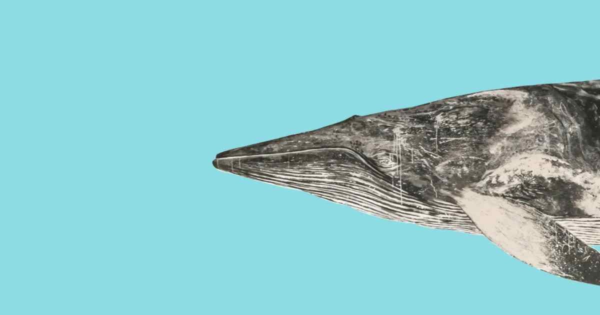 Whale with blue background