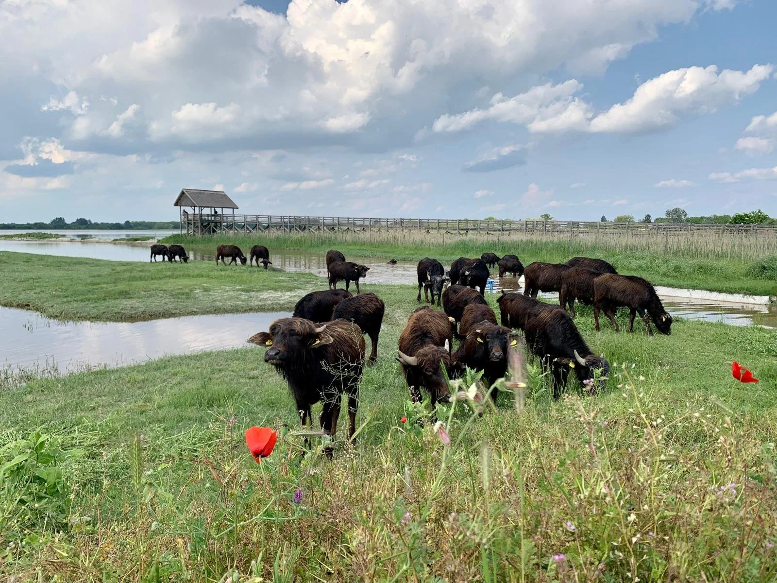 China to the UK by bike - cows