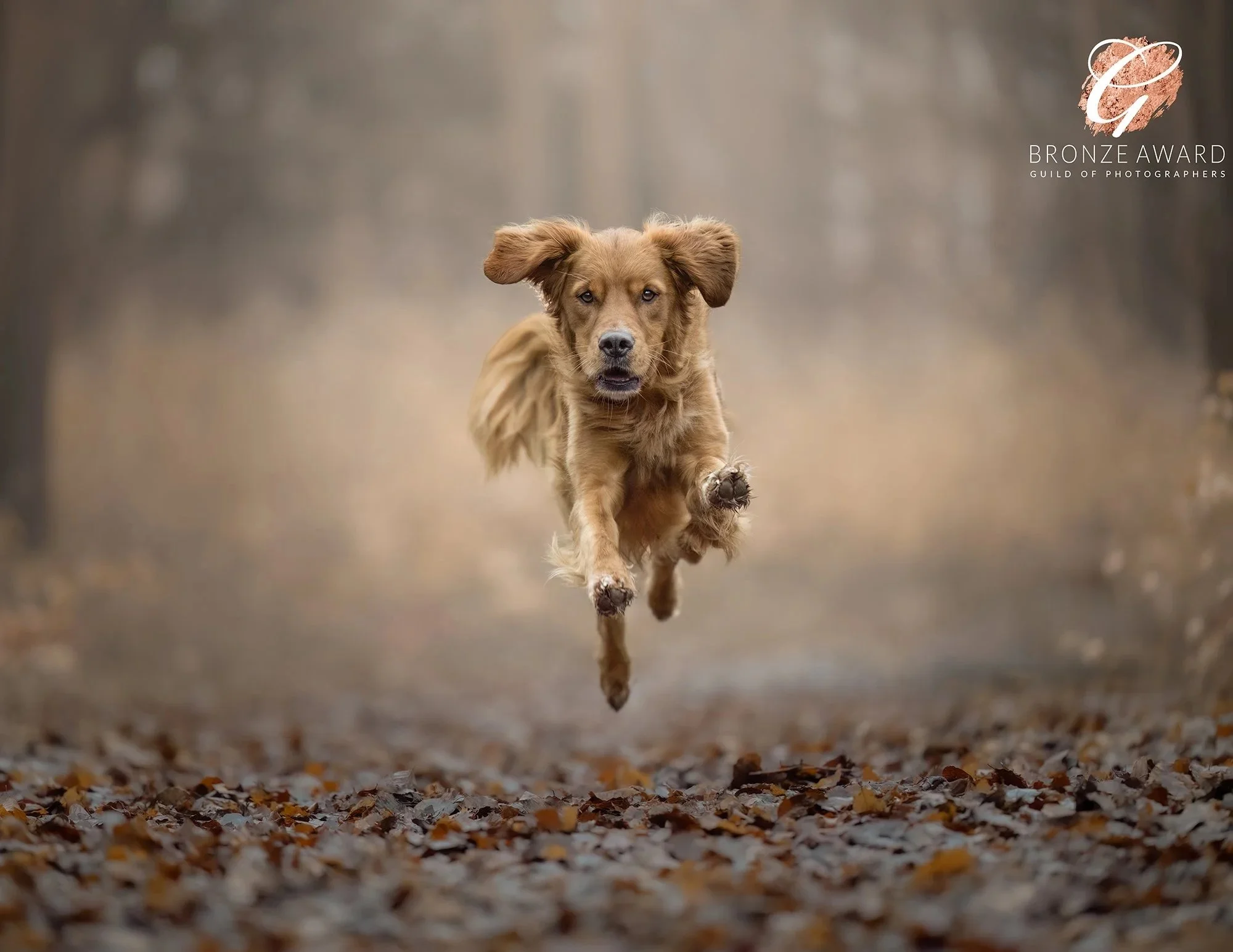 Golden retriever running in beech woods, photoshoot, Hampshire
