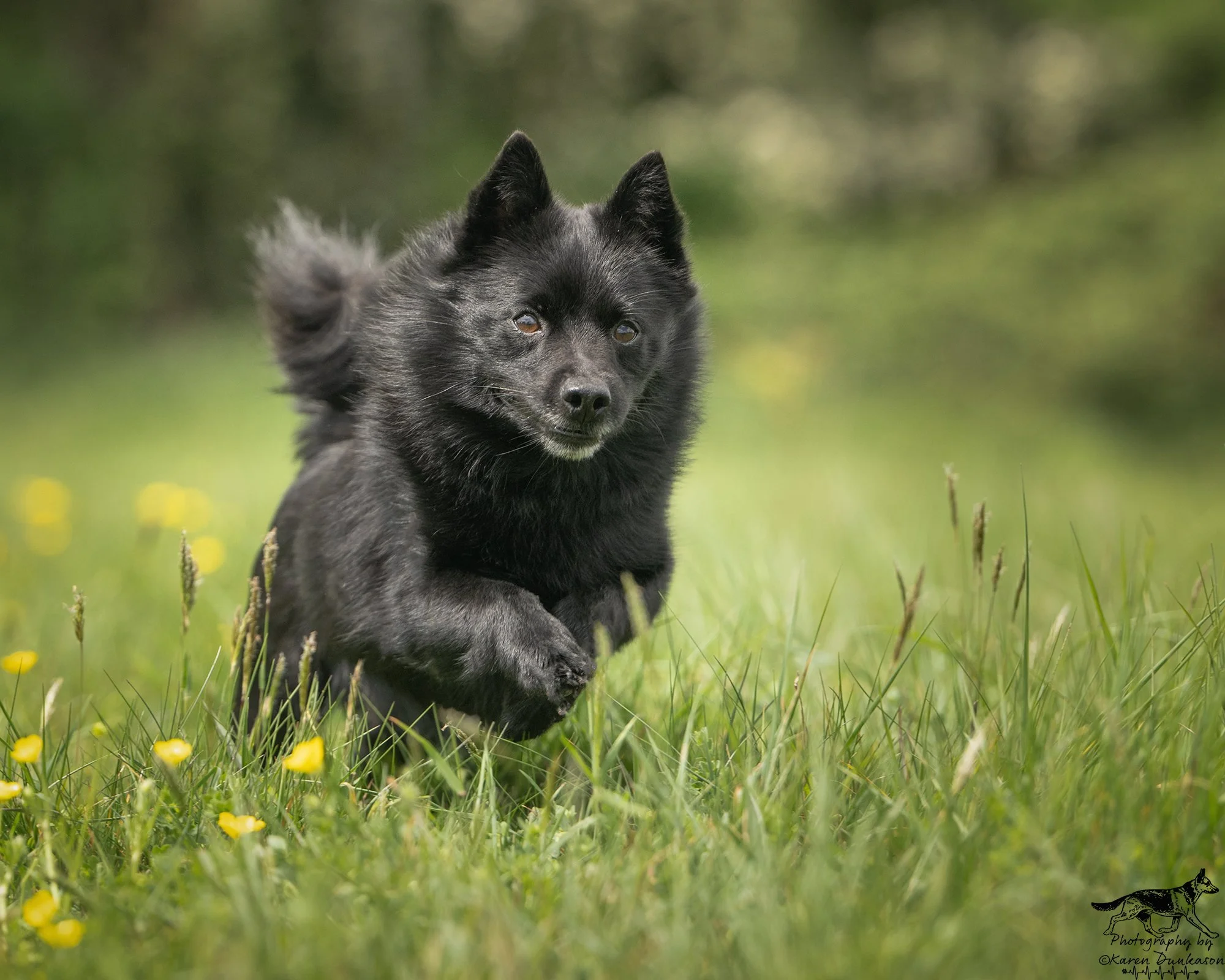 Senior Dogs at Chesvale Obedience Show
