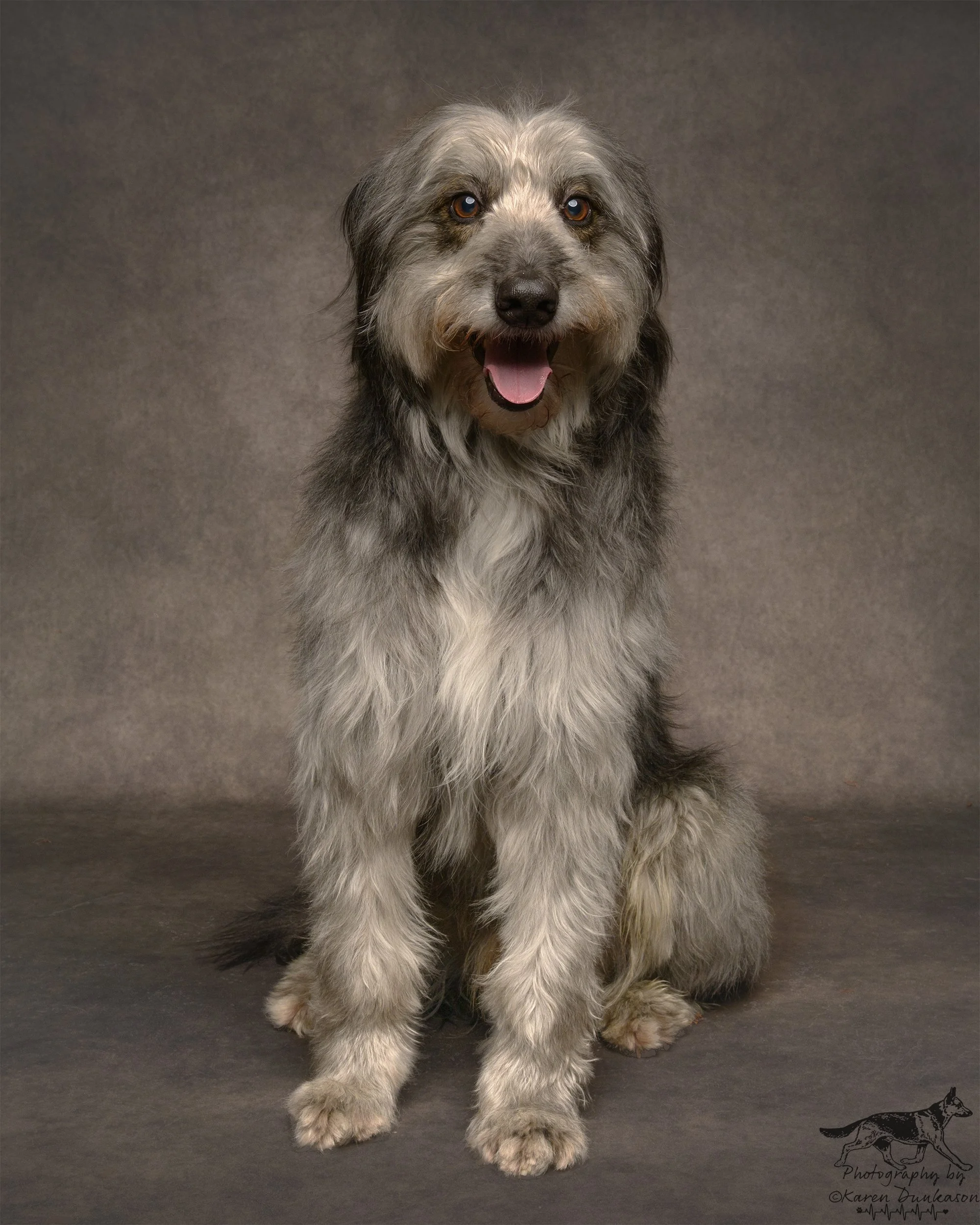 new-forest-dog-photographer