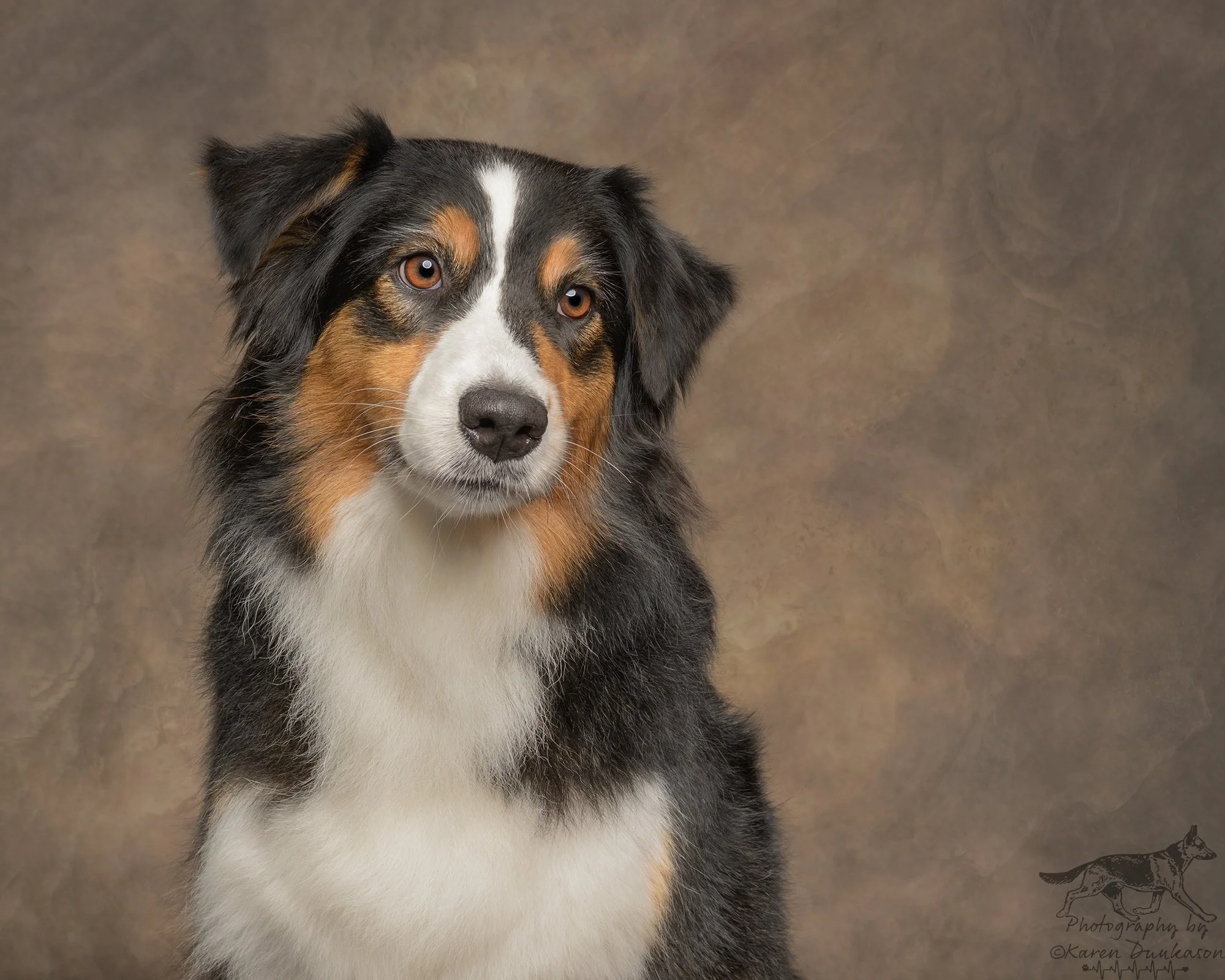 Australian Shepherds Jenka and Rita | Studio Dog Photography Session