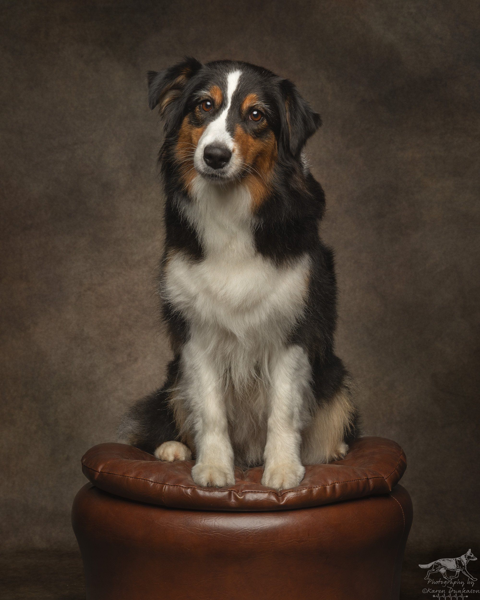 Australian-shepherd-dog