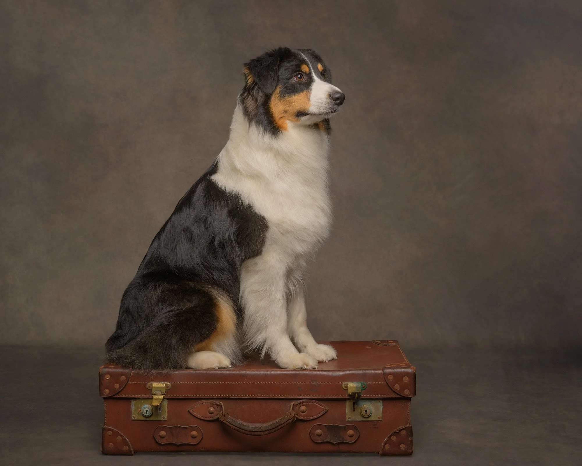 Australian-shepherd-dog-hampshire-dog-photographer