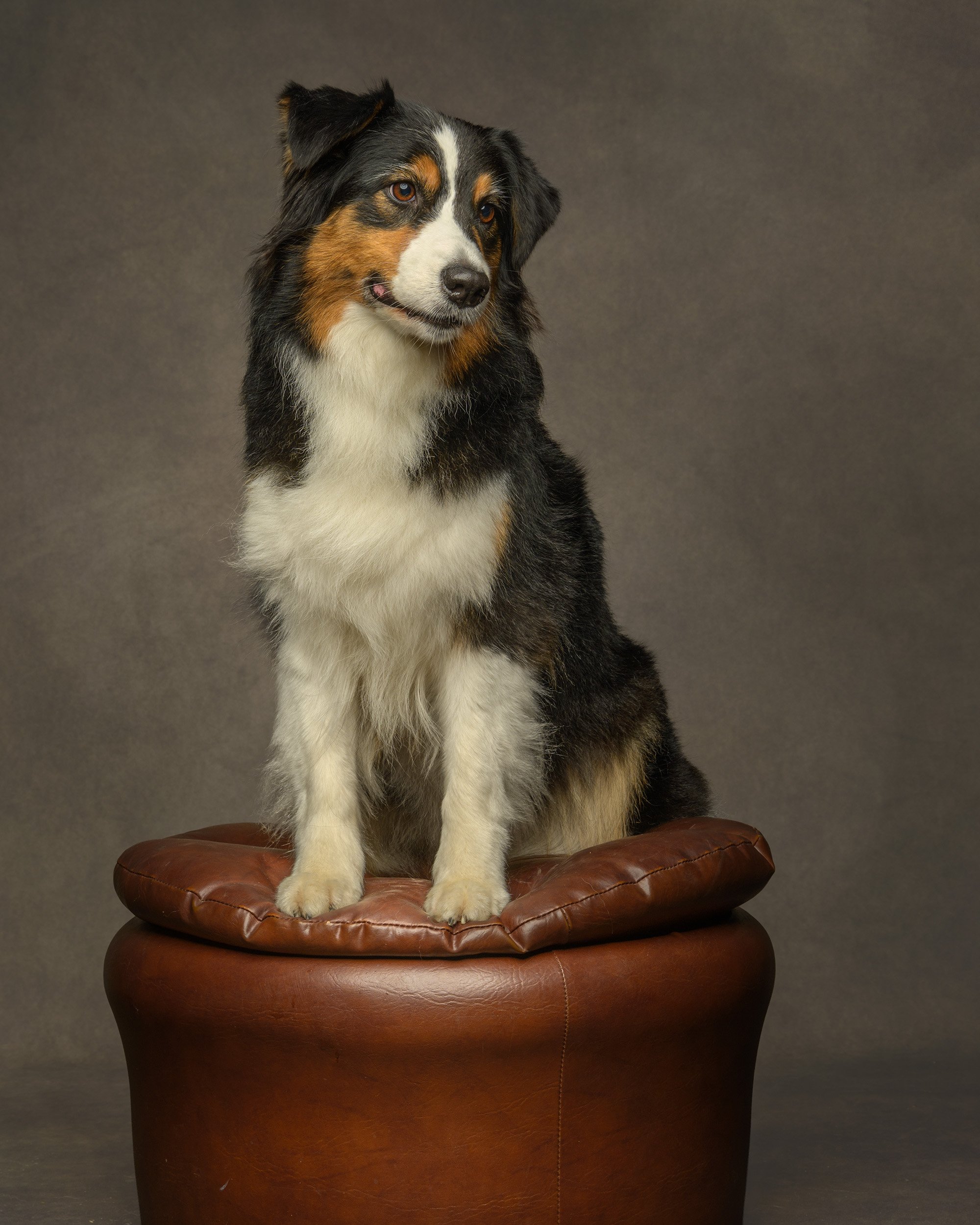 Australian-shepherd-dog-new-forest-dog-photographer