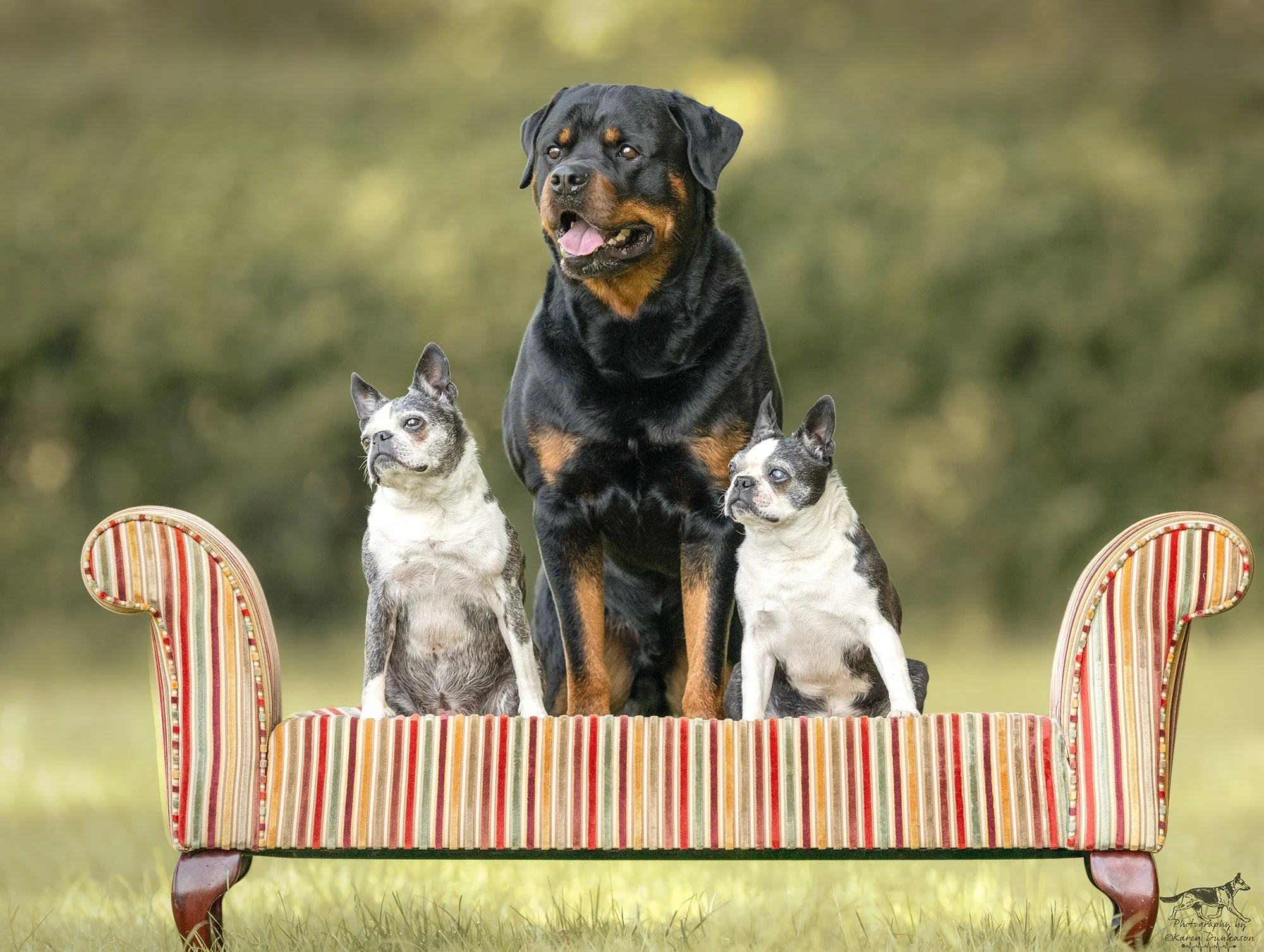       
  
   
  A Rottweiler with Presence: Photographing Ramos and His Boston Terrier Companions       Some dogs command attention the moment they appear - Ramos is one of them!  
    Powerful yet composed, athletic yet serene, this magnificent Rott