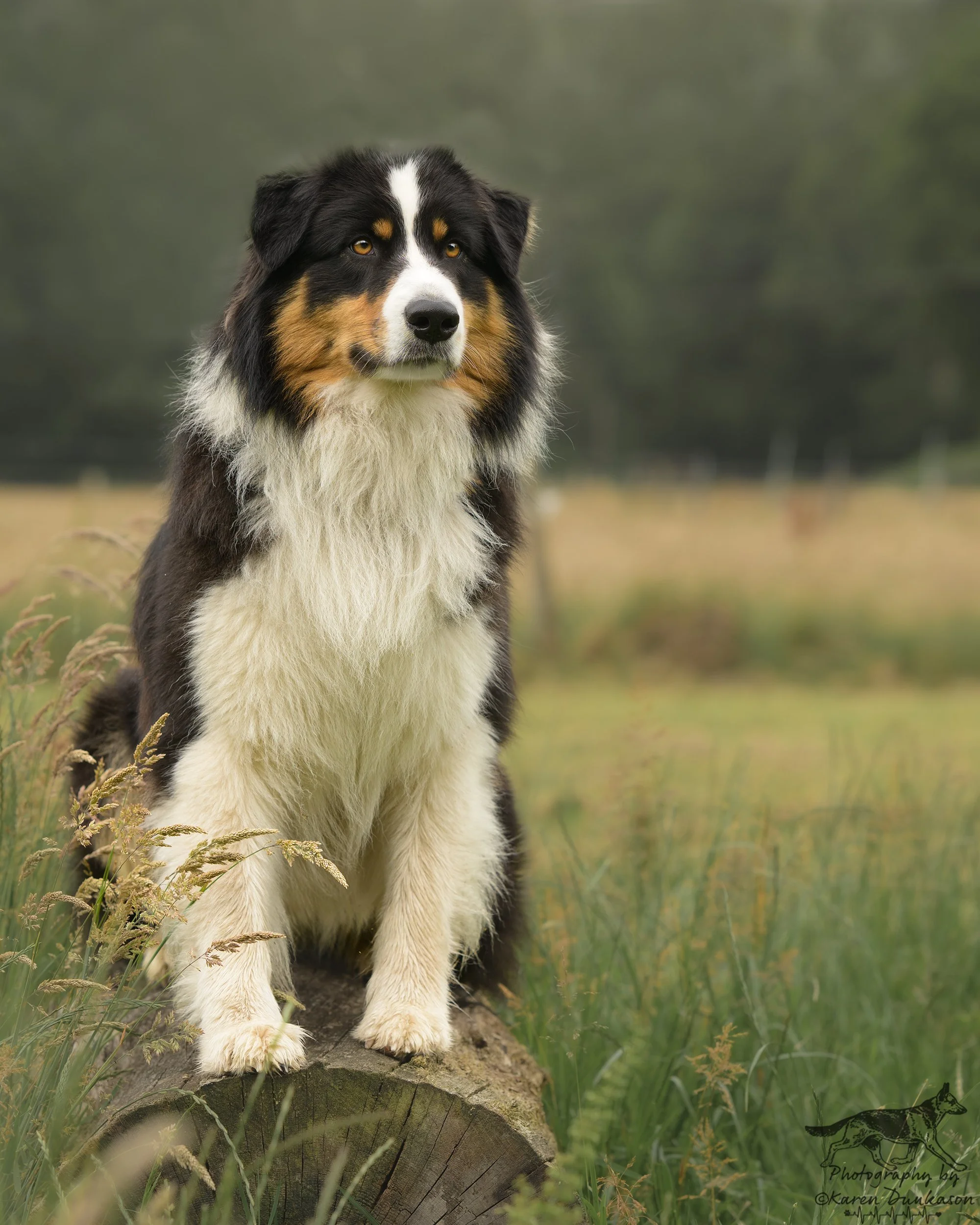 tri-australian-shepherd-new-forest.jpg