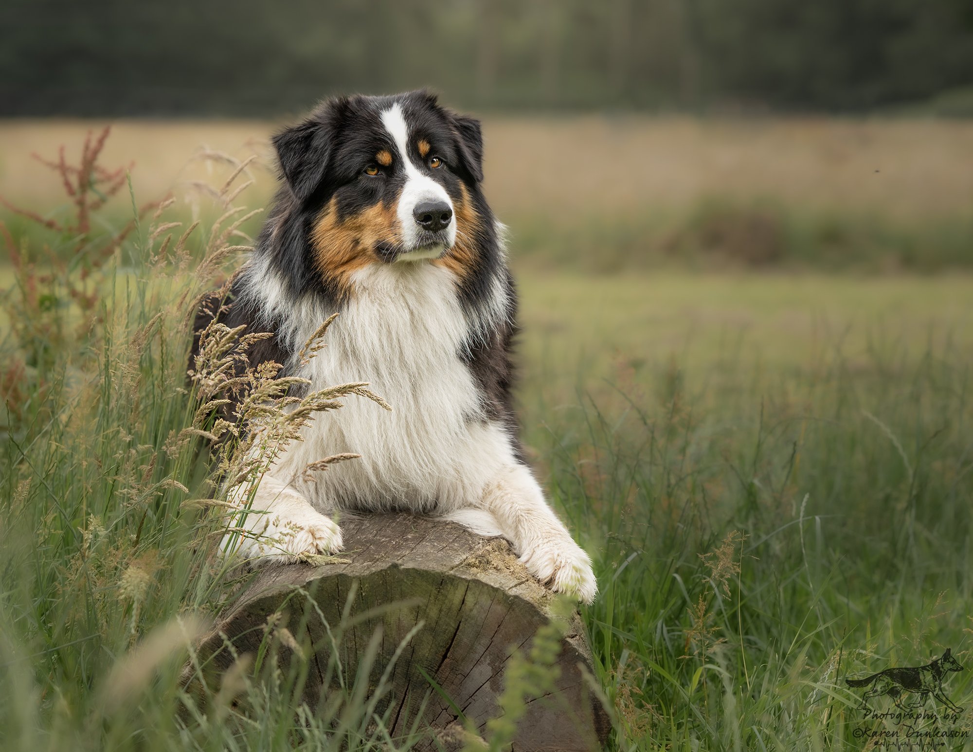 aussie-on-a-log-new-forest.jpg