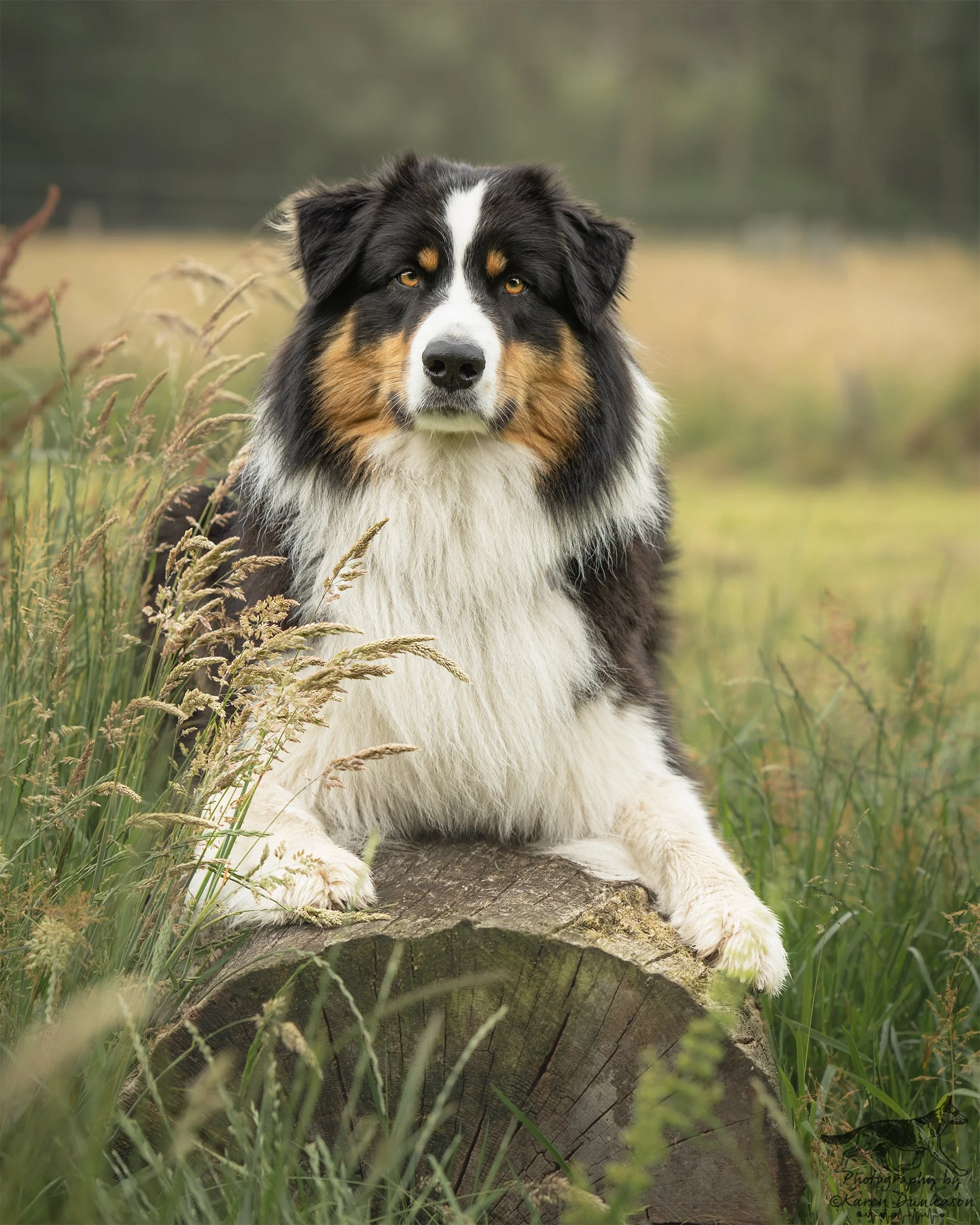 australian-shepherd-portrait-hampshire