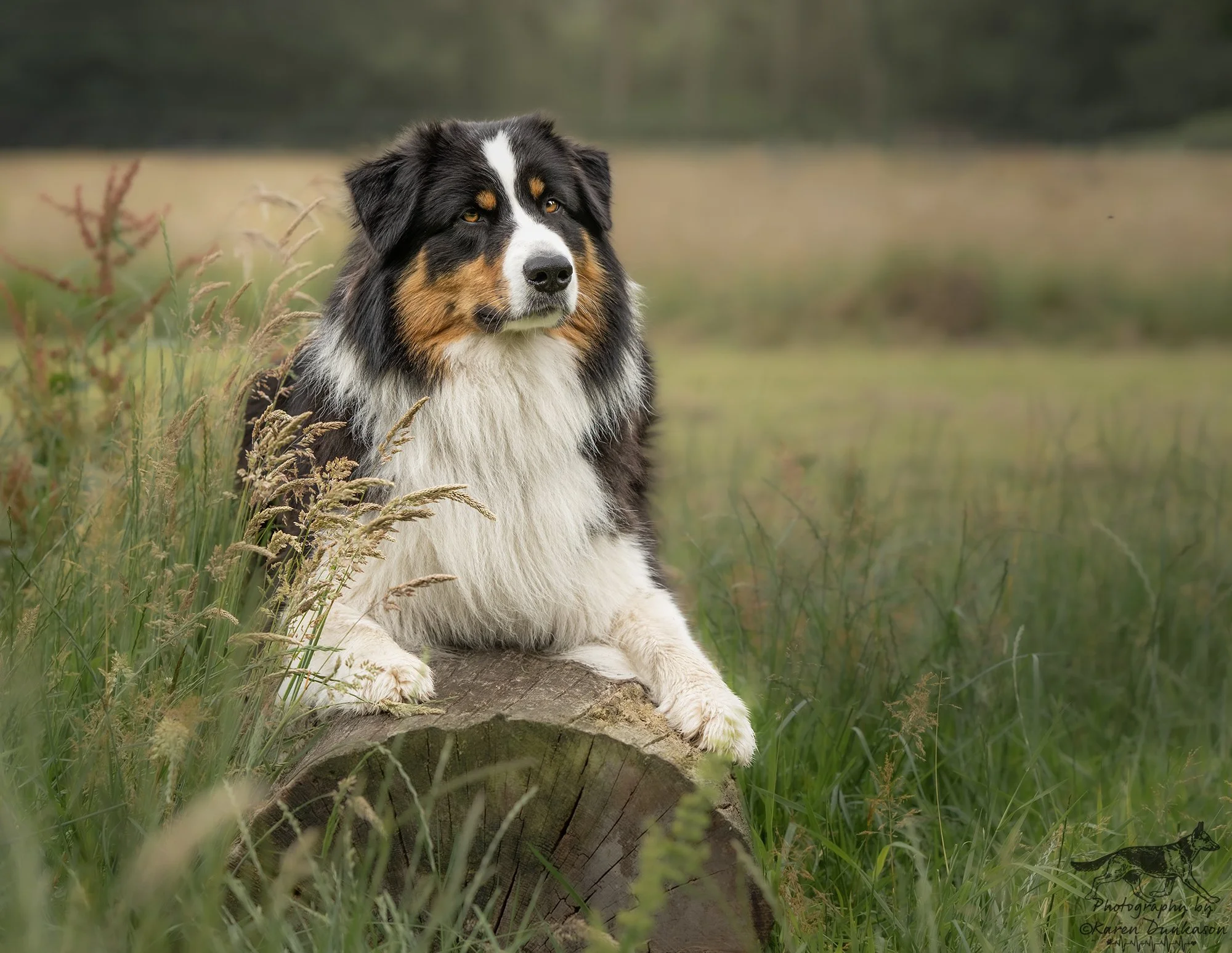 Meet Jazz – An Australian Shepherd with Talent to Match His Good Looks