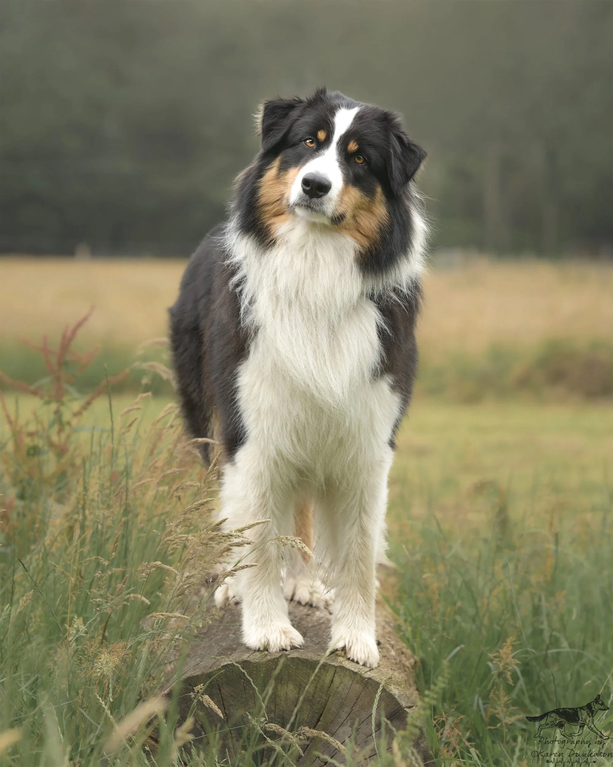 australian-shepherd-new-forest.jpg