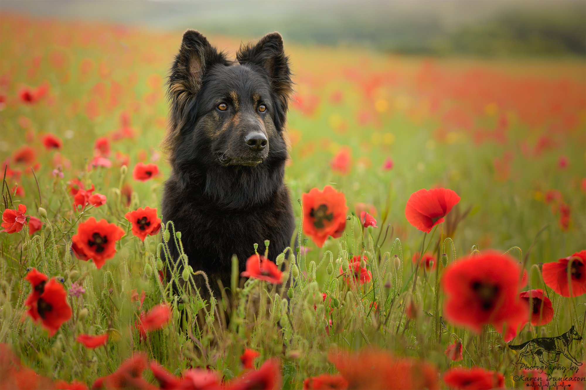 new-forest-dog-photographer.jpg