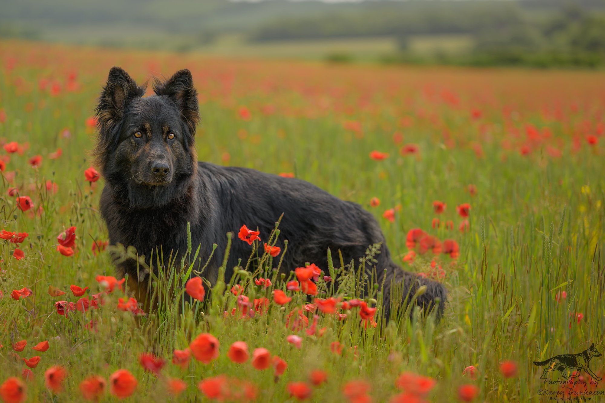 Hamshire-dog-photographer.jpg