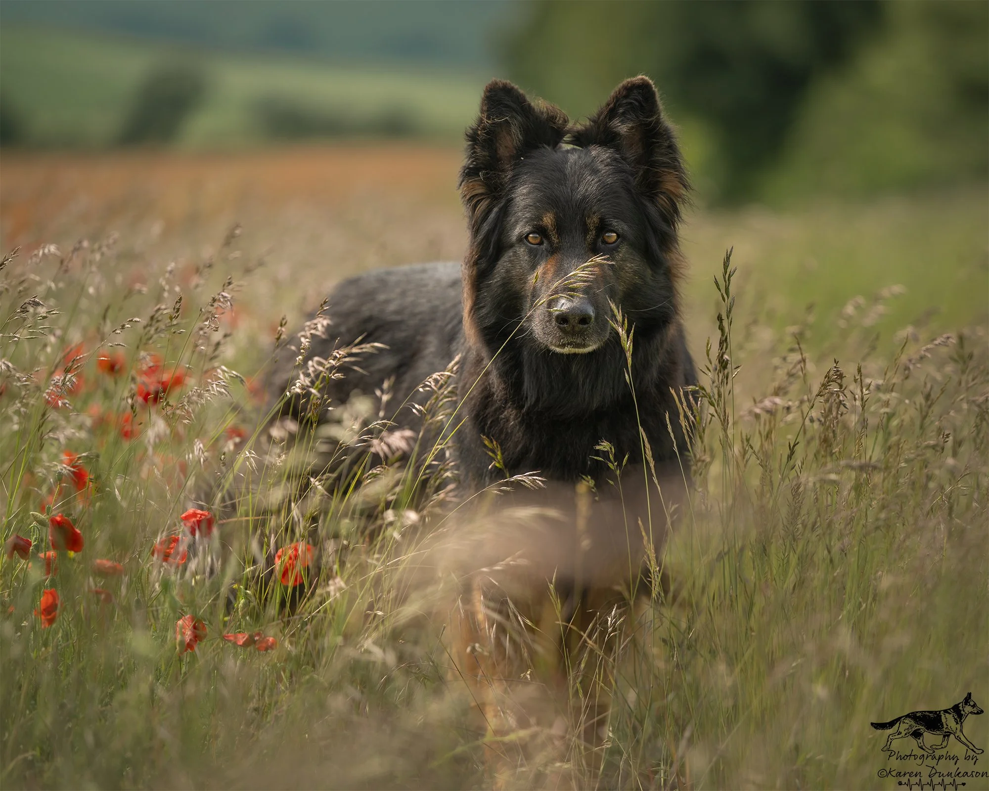 German-shepherd-poppy-field-hampshire.jpg