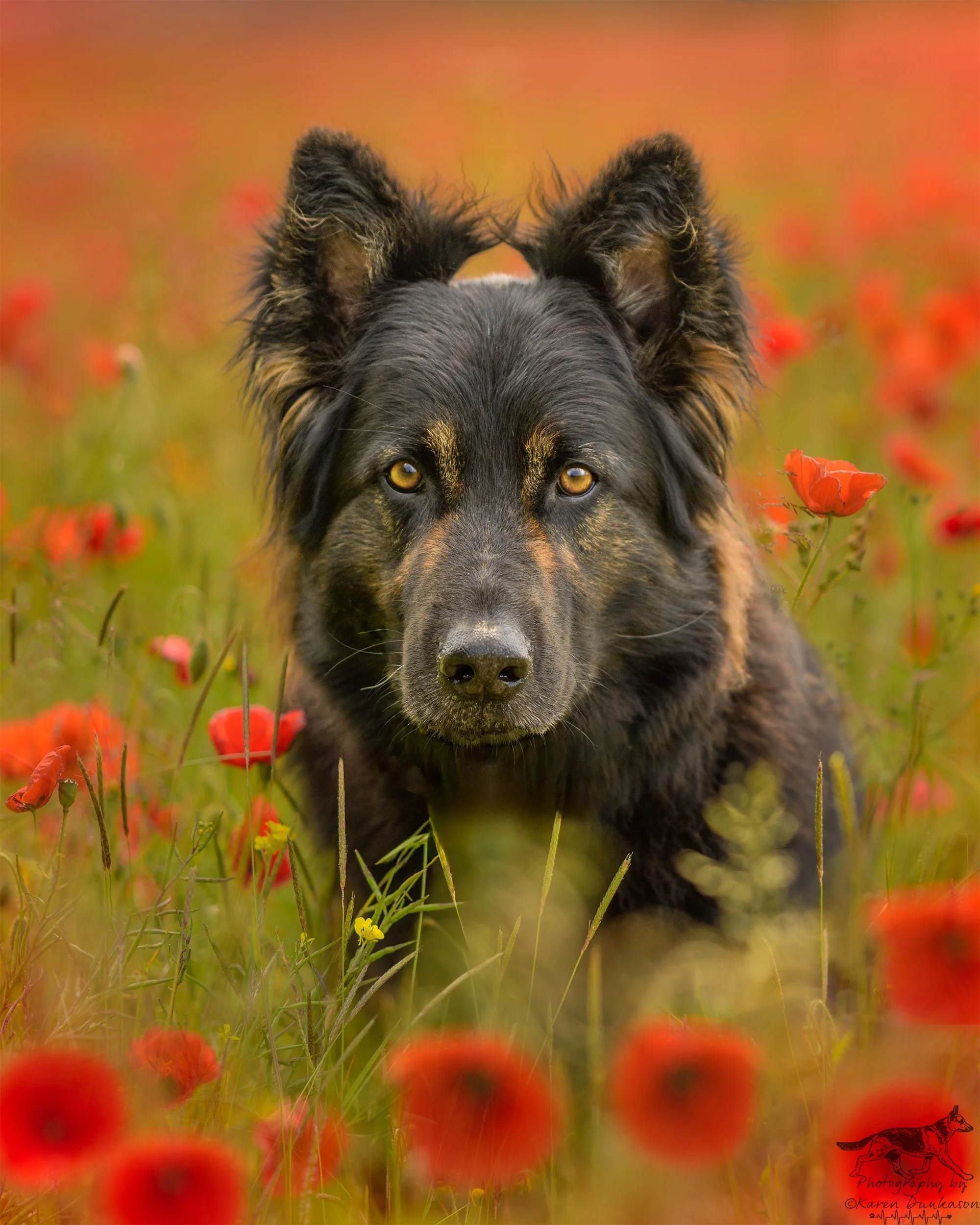 German-sheperd-headshot-poppies.jpg