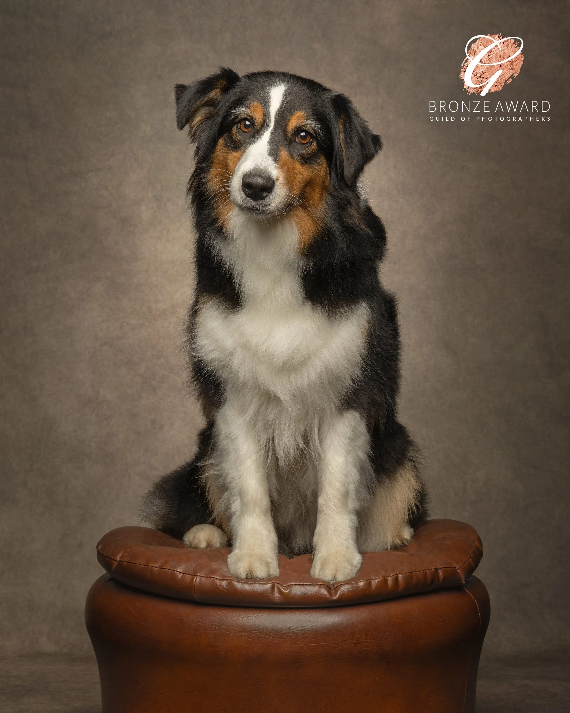 Australian-shepherd-New-Forest-Dog-Photographer.jpg