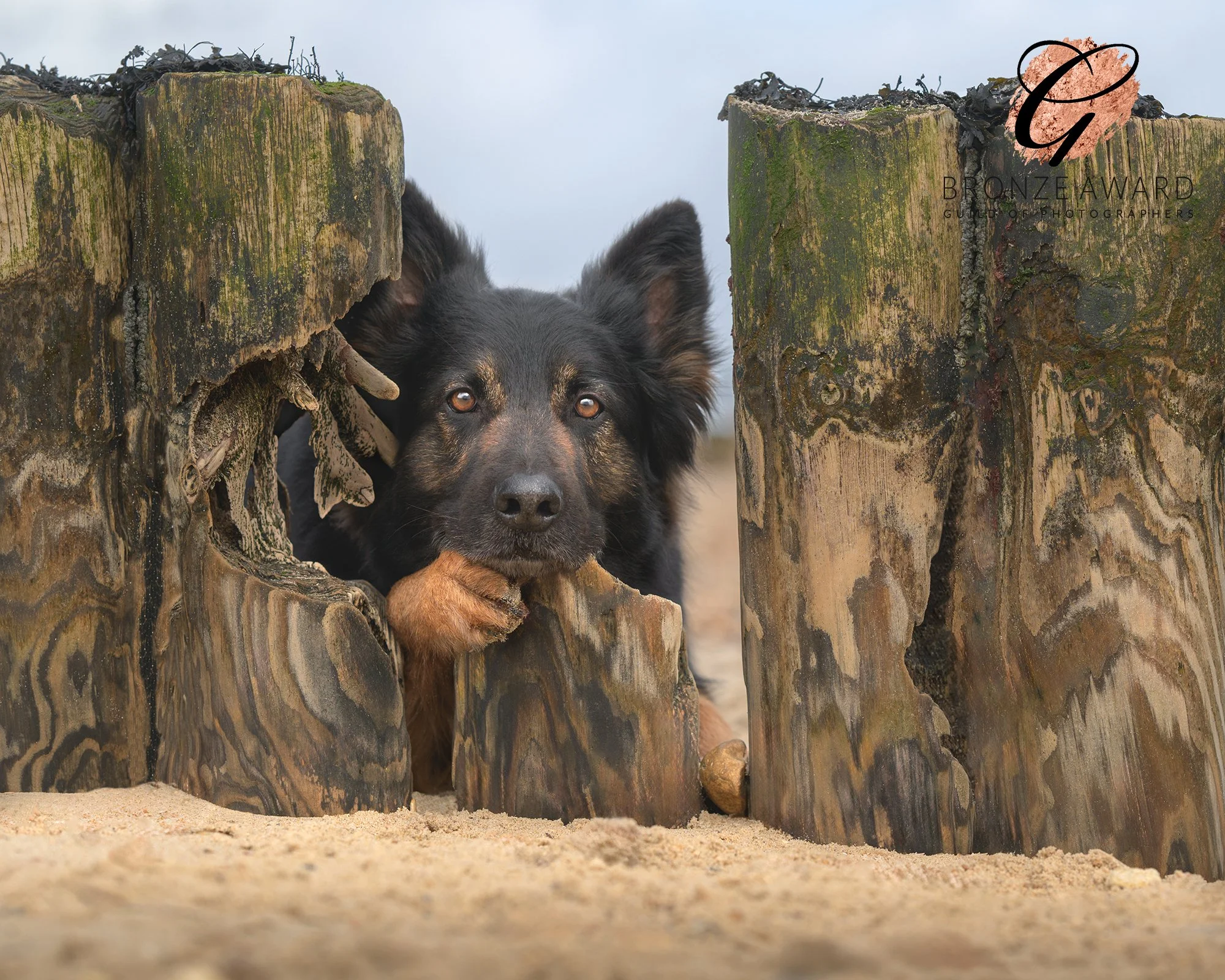 German-Shepherd-Chandlers-Ford-d-Dog-Photographer.jpg