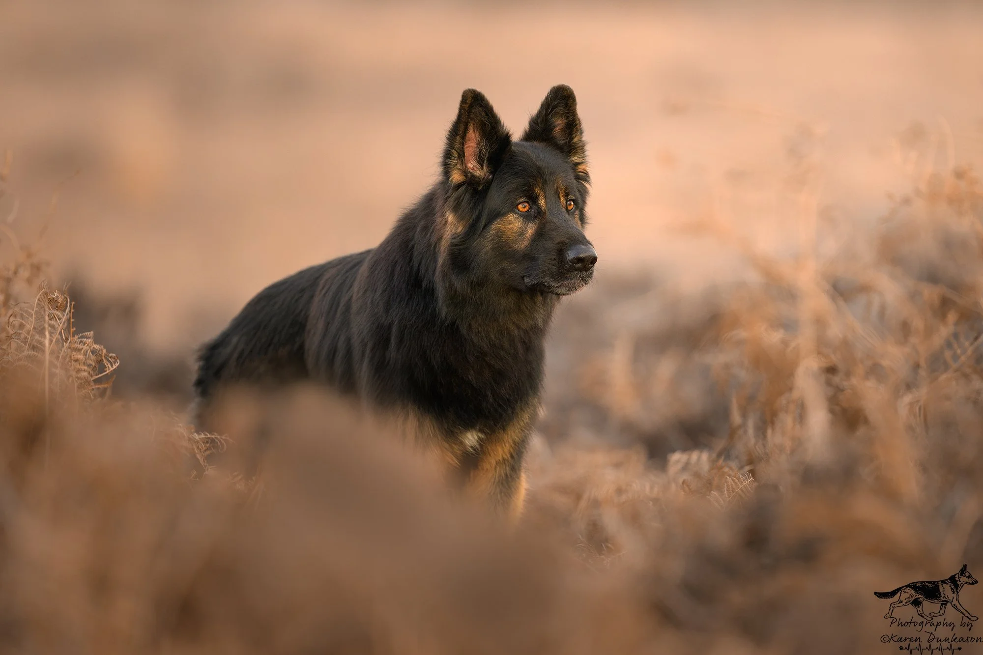 New-Forest-Photographer-dark-german-shepherd-dog.jpg