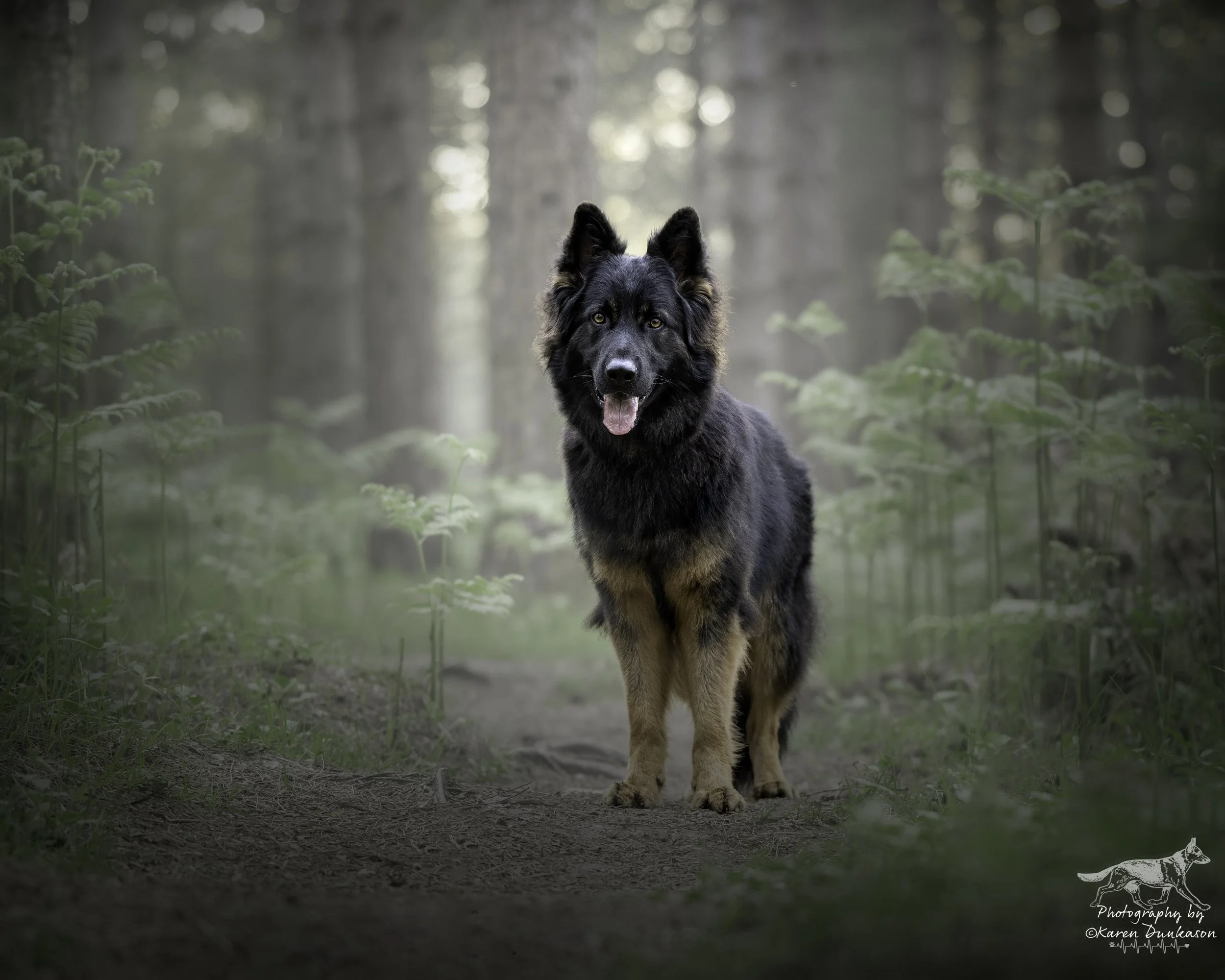 German Shepherd Dog photographed in the New Forest