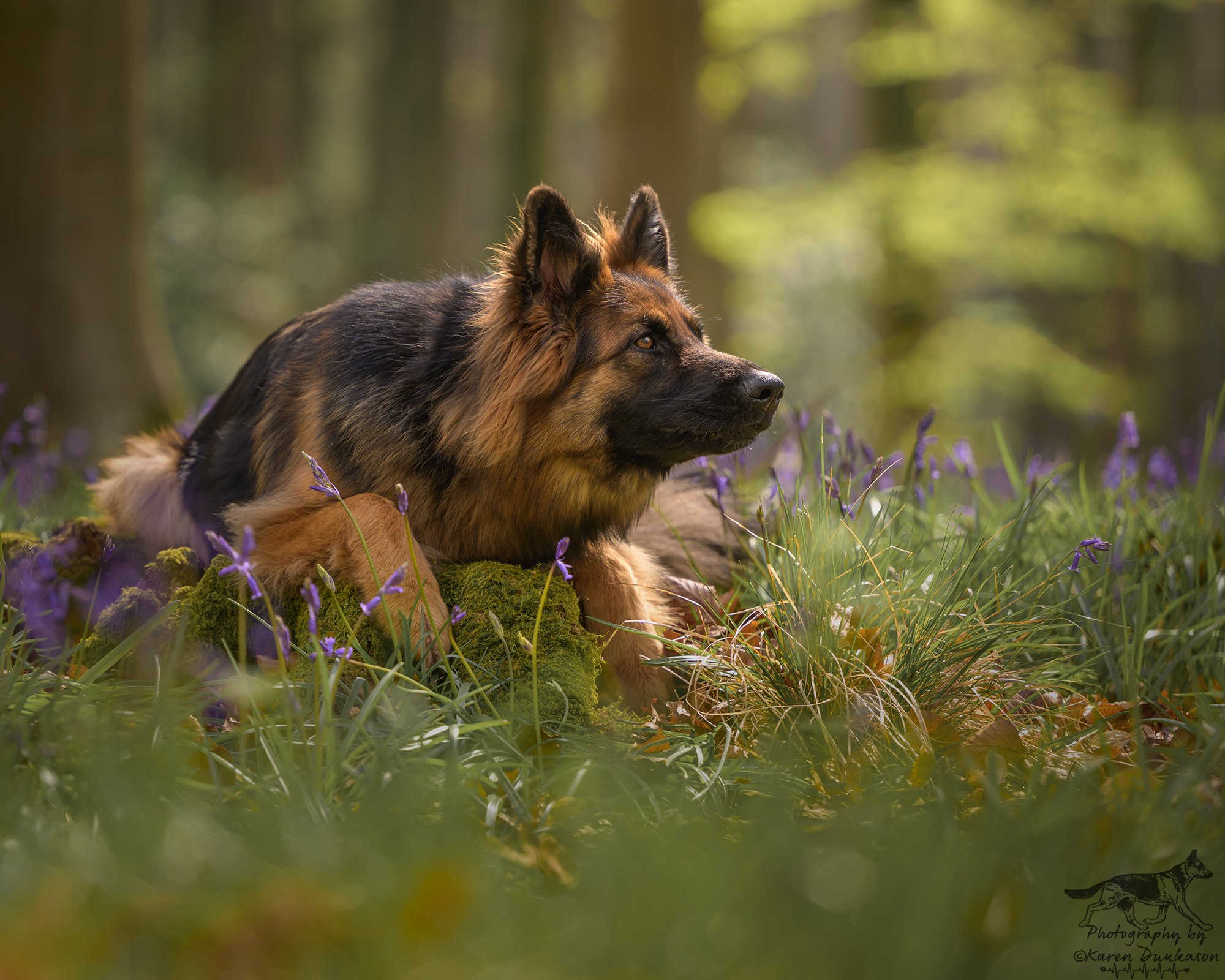 A German Shepherd dog resting on a moss covered stump surrounded by bluebells in a woodland setting