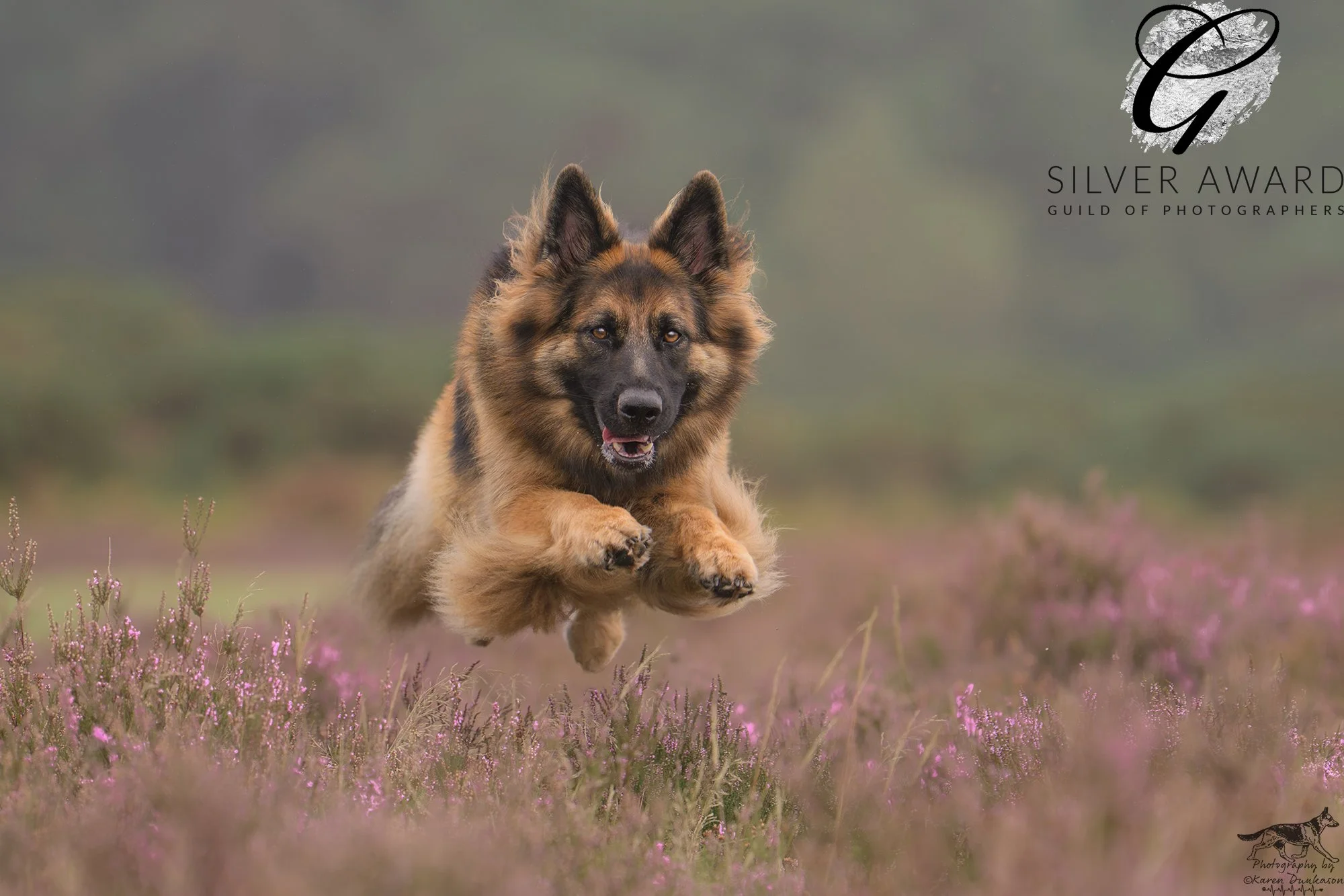 German Shepherd Dog flying through heather, action photoshoot
