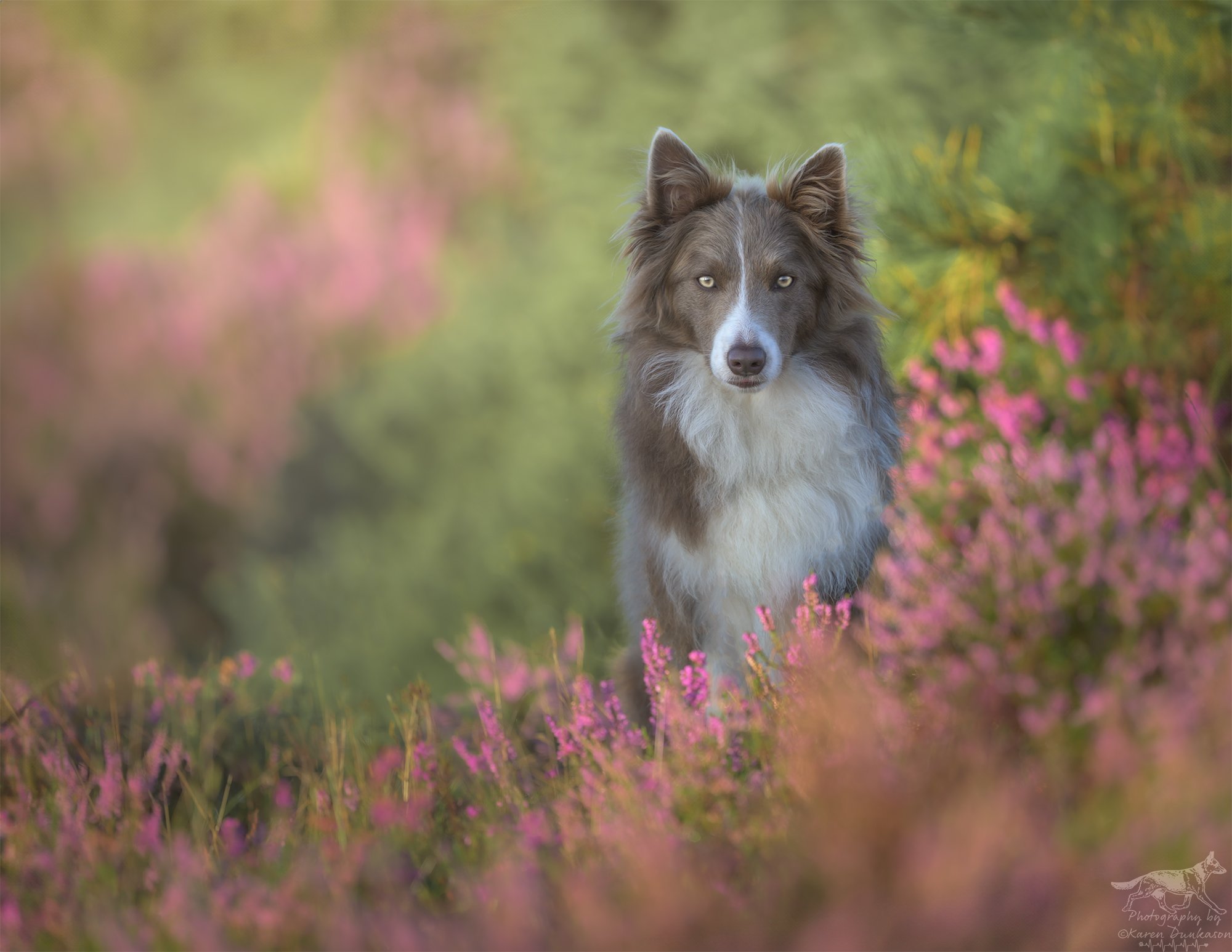 A lilac border collie,  standing in the new forest with pink heather and green foliage, looking directly at the camera, Hampshire photoshoot