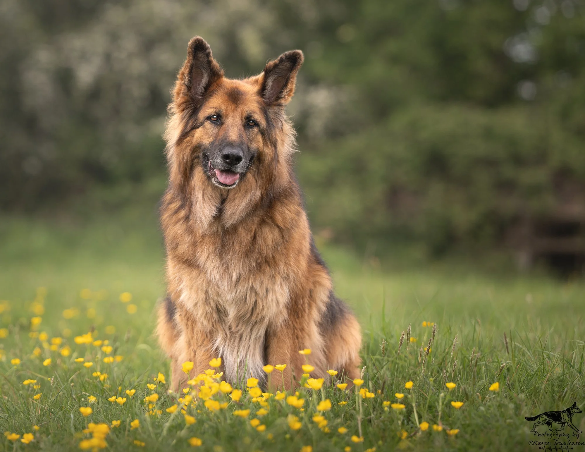 senior-german-shepherd-dog-in-buttercup-meadow-tring