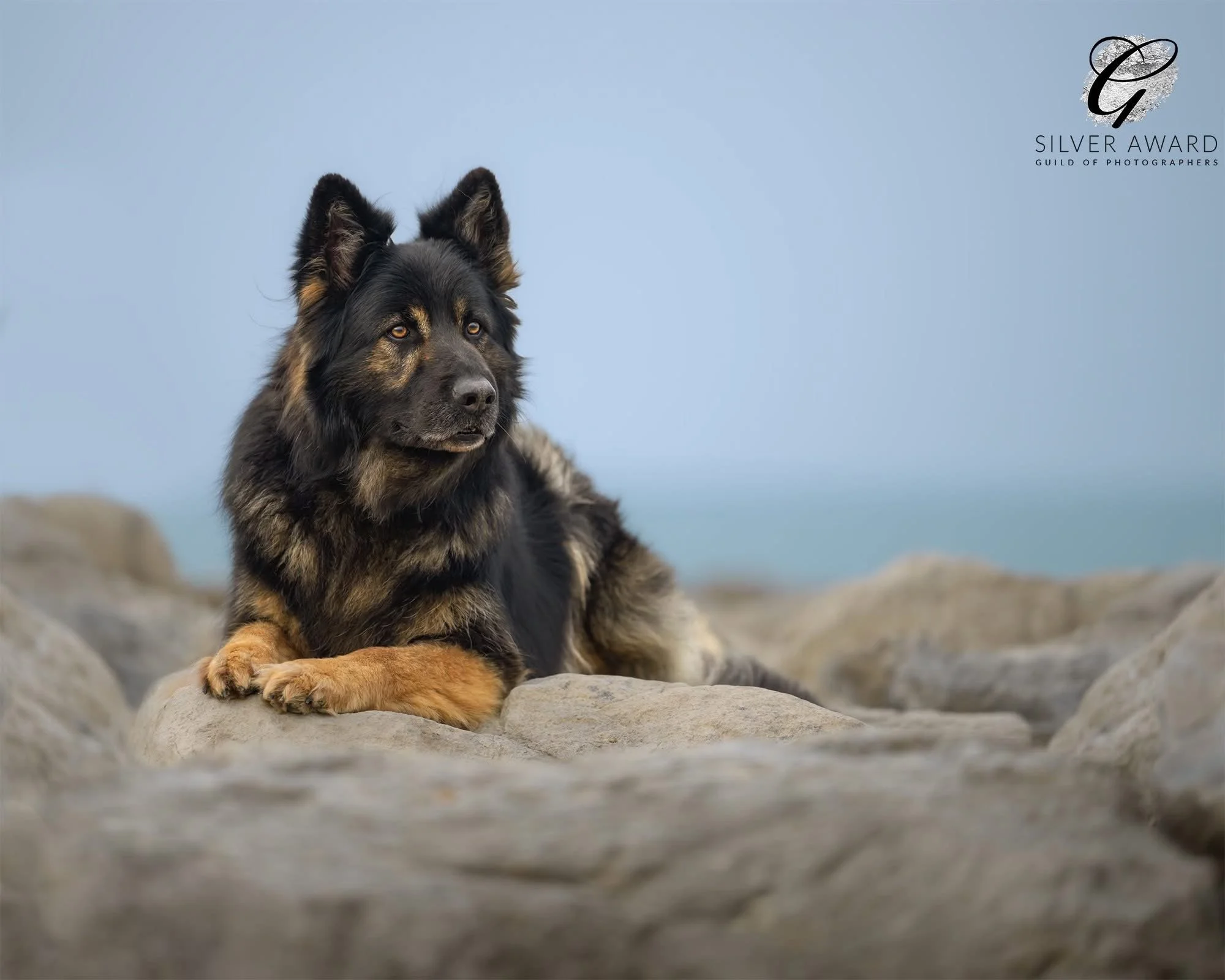 German Shepherd Dog on the rocks, photoshoot, Hampshire