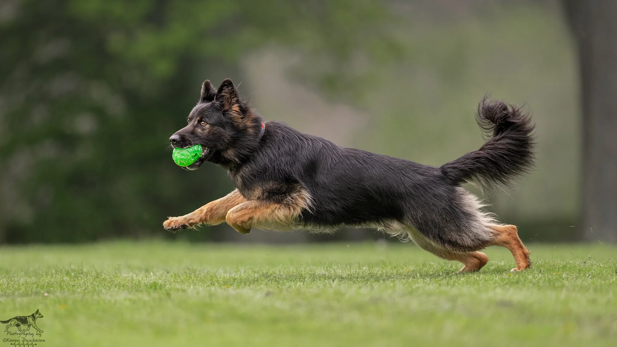A German Shepherd dog running on a grassy field with a green ball in its mouth.