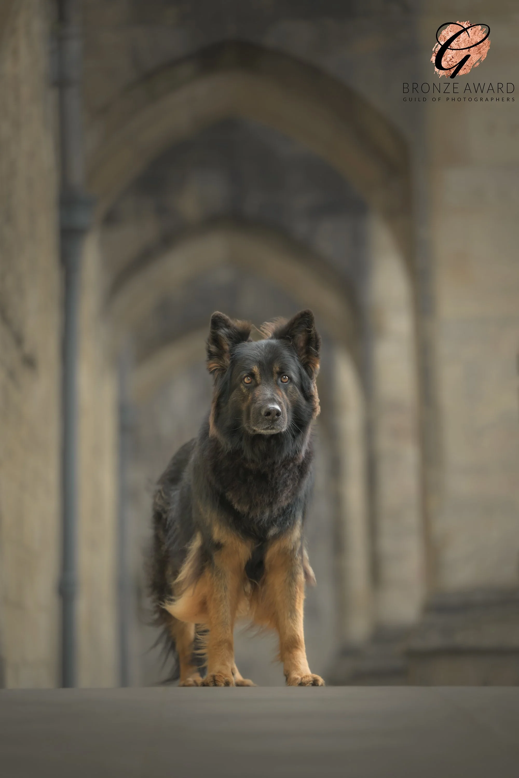 A German Shepherd Dog Stood at Winchester Cathedral