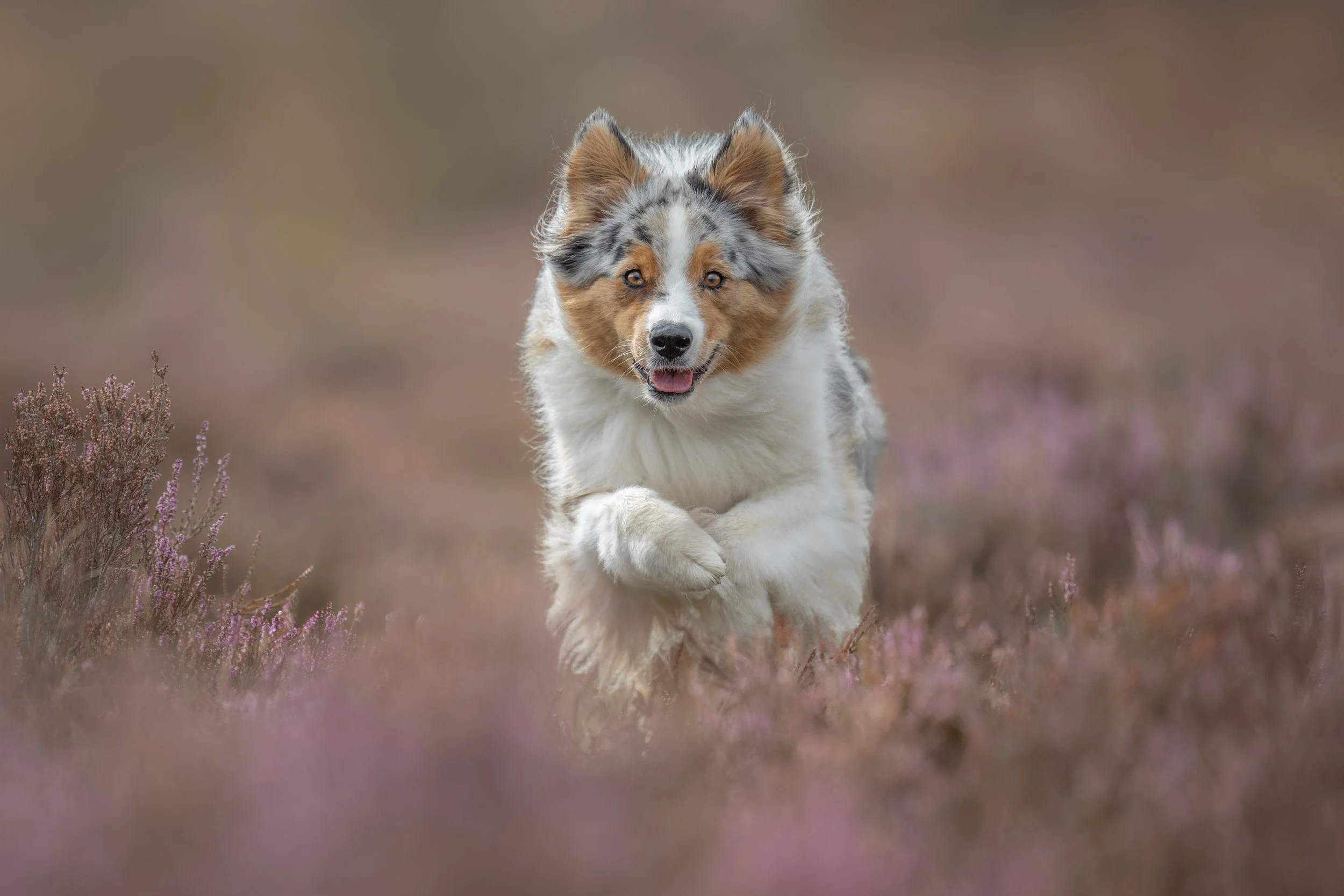 Blue merle Australian Shepherd running through New Forest heather, action photoshoot
