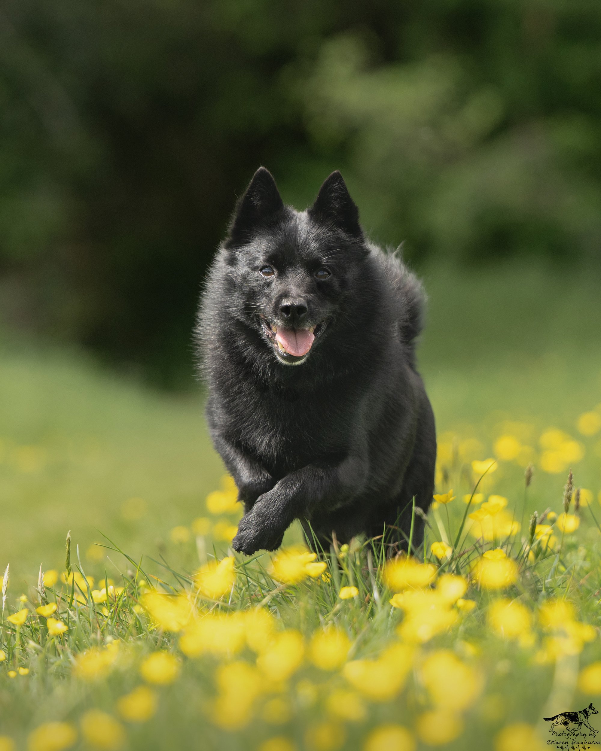 senior-schipperke-running-in-buttercups-tring